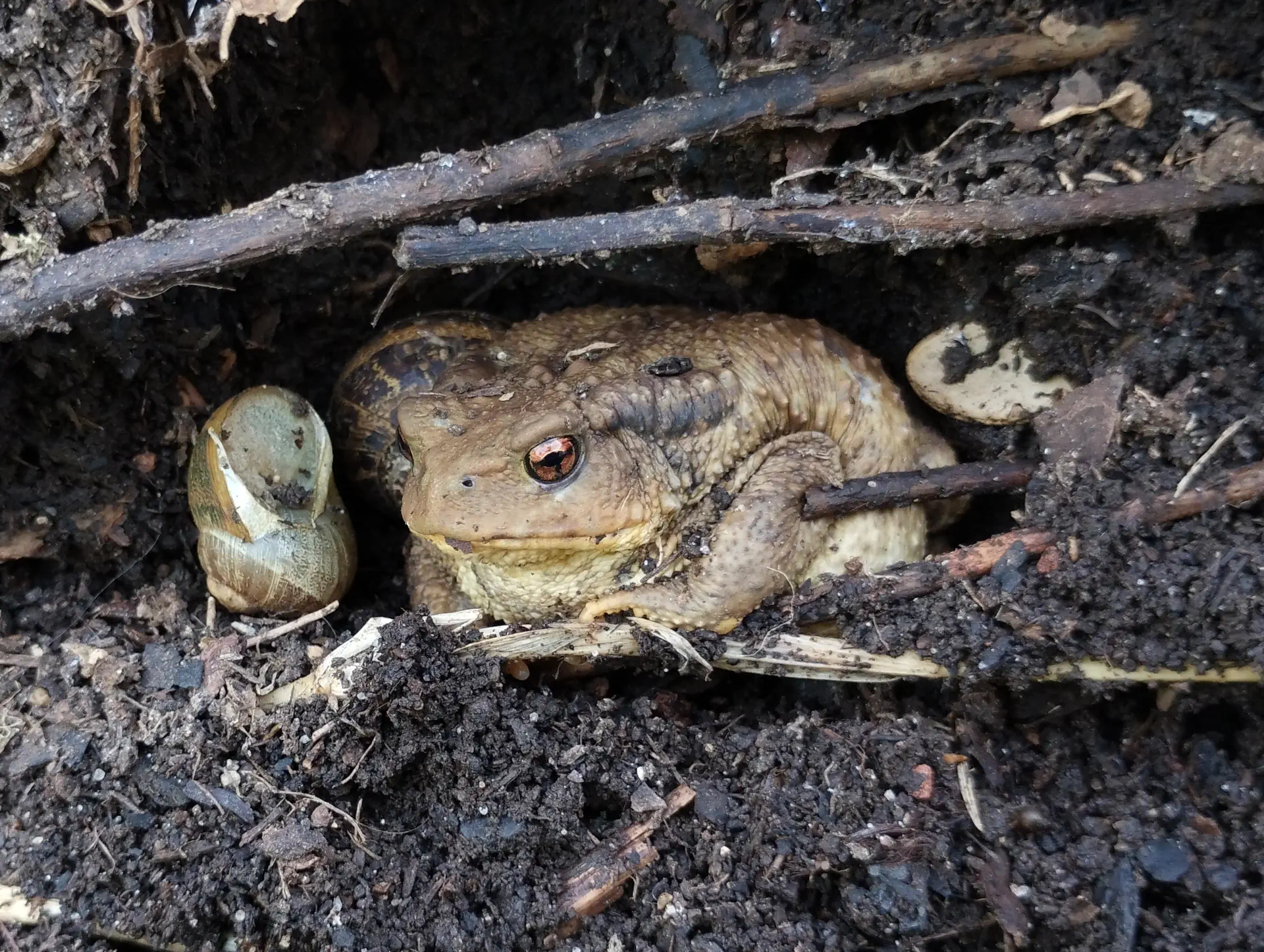 img/bufo-bufo.webp