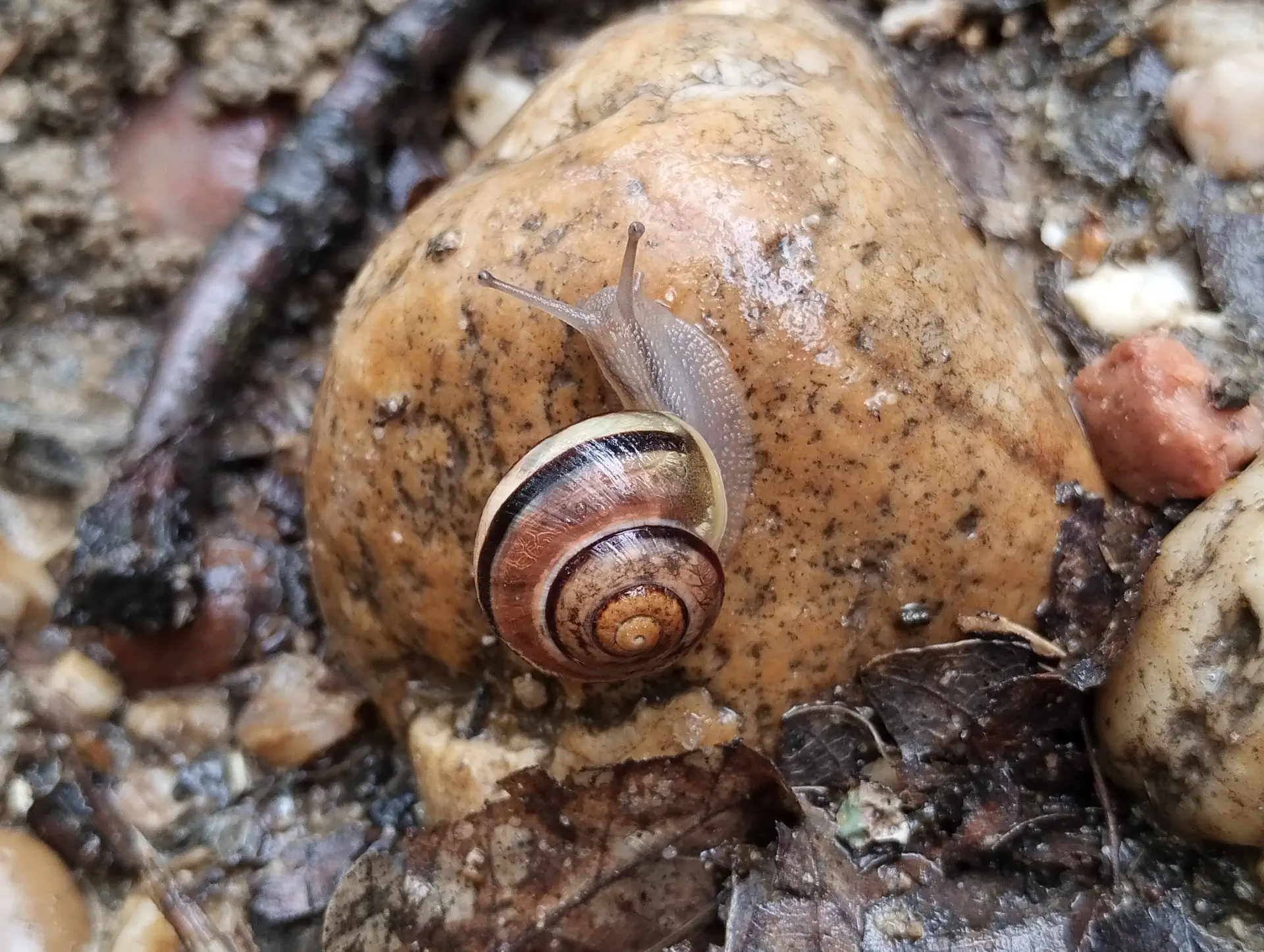 img/cepaea-nemoralis.webp