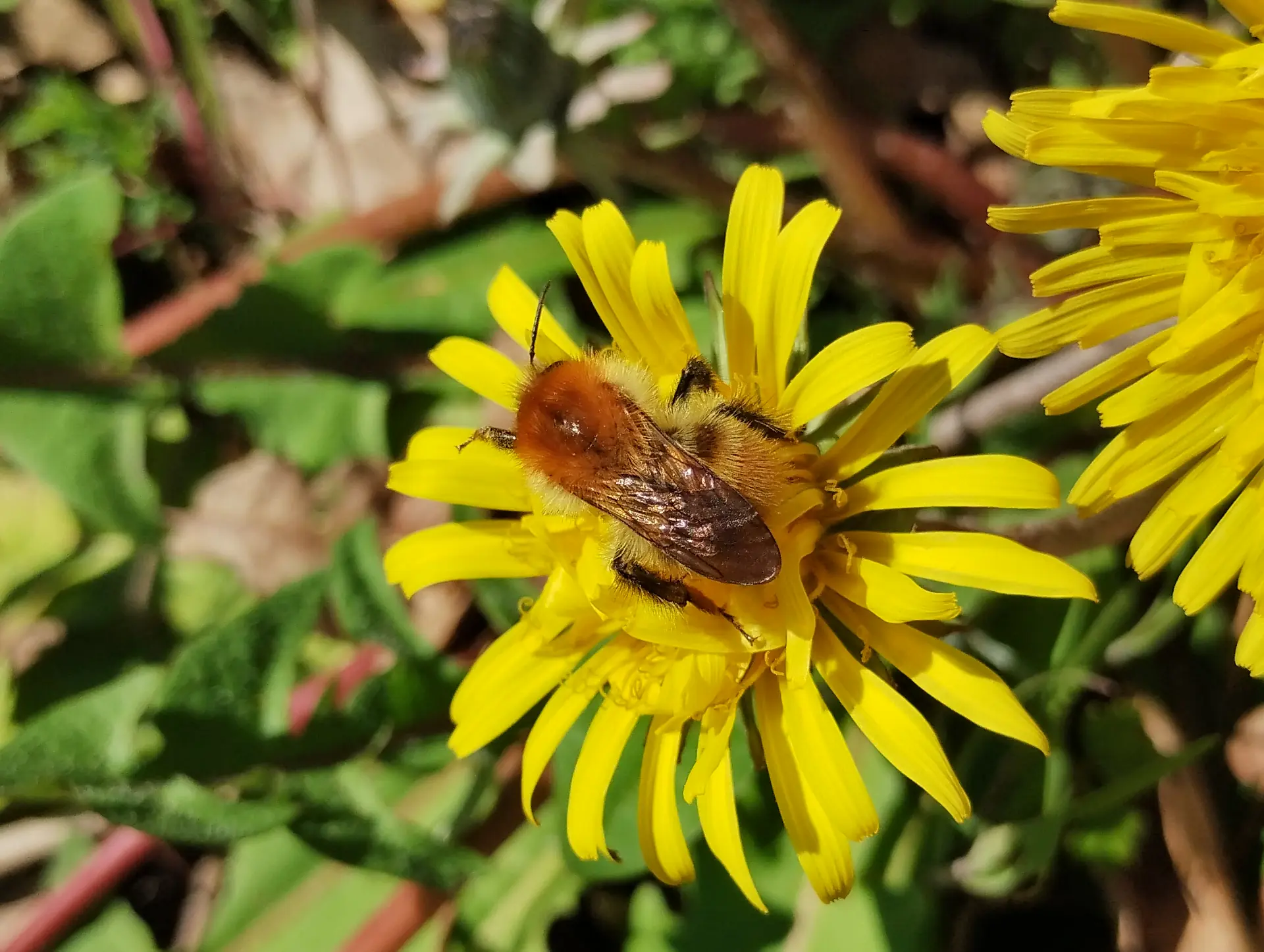 img/bombus-pascuorum-2.webp