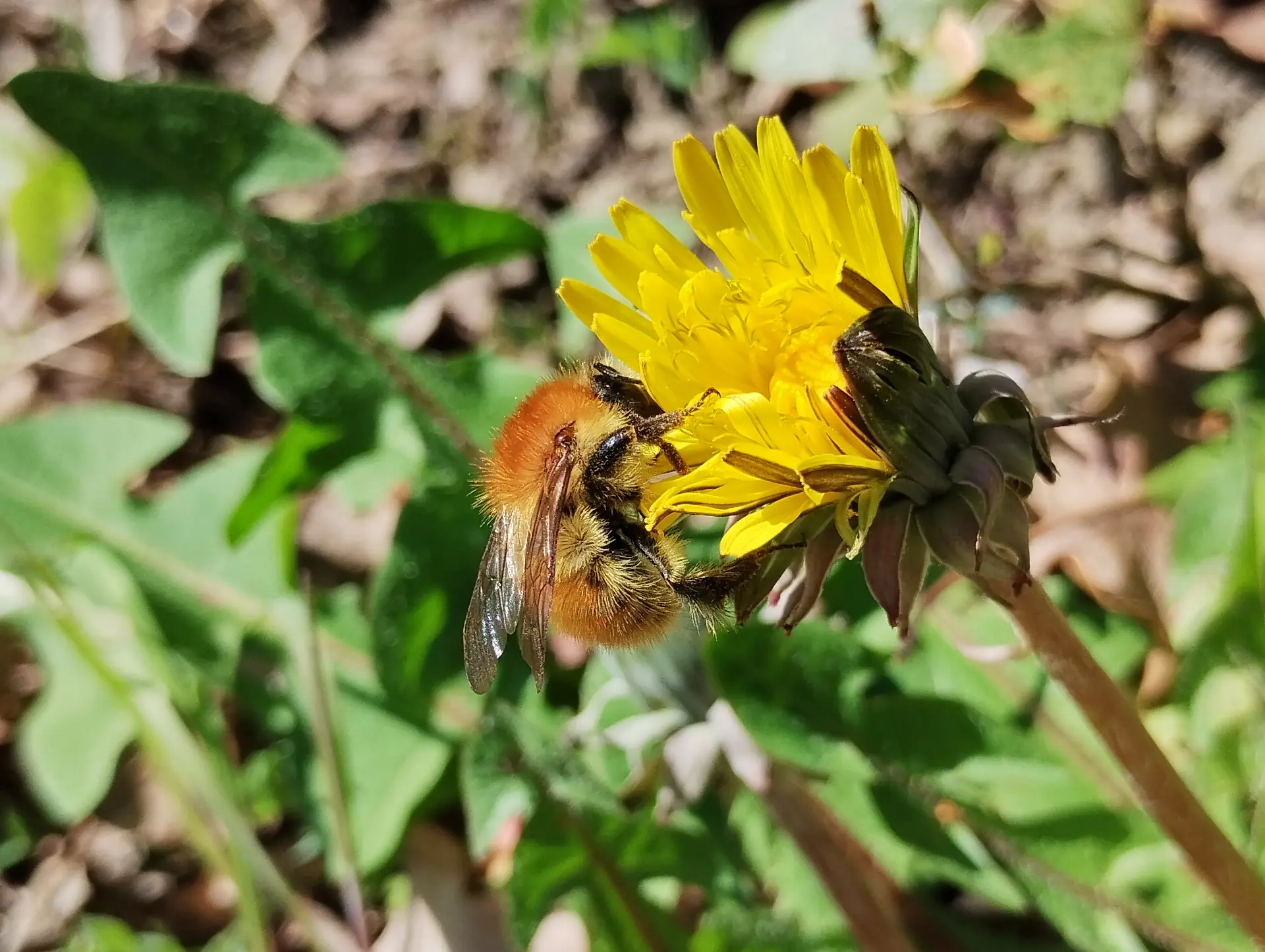 img/bombus-pascuorum.webp