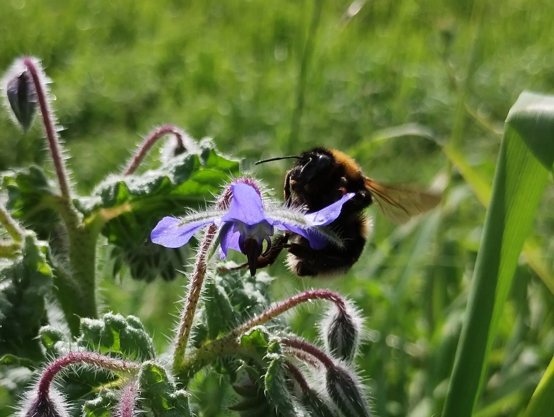 img/bombus-terrestris-2.webp