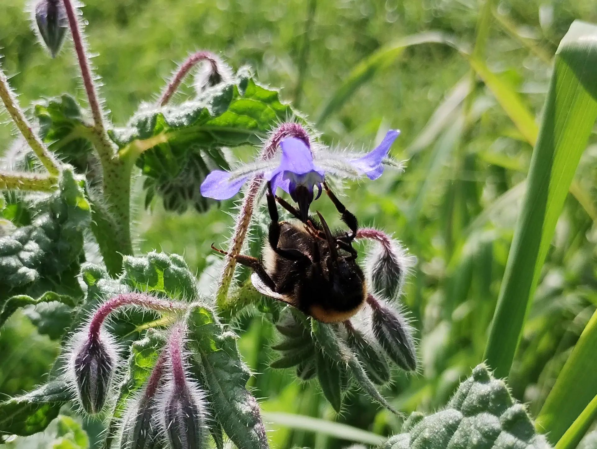 img/bombus-terrestris-3.webp