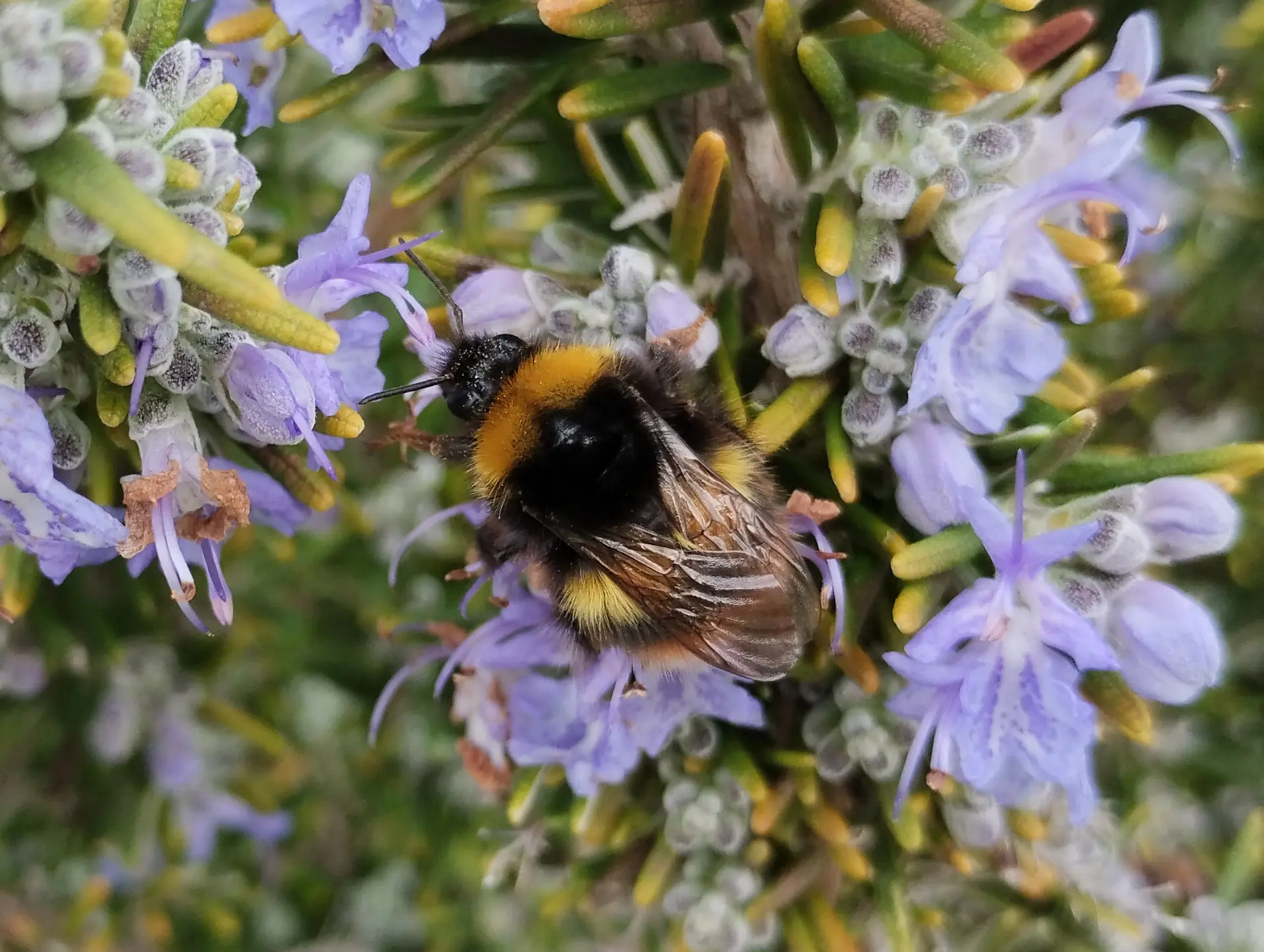 img/bombus-terrestris.webp
