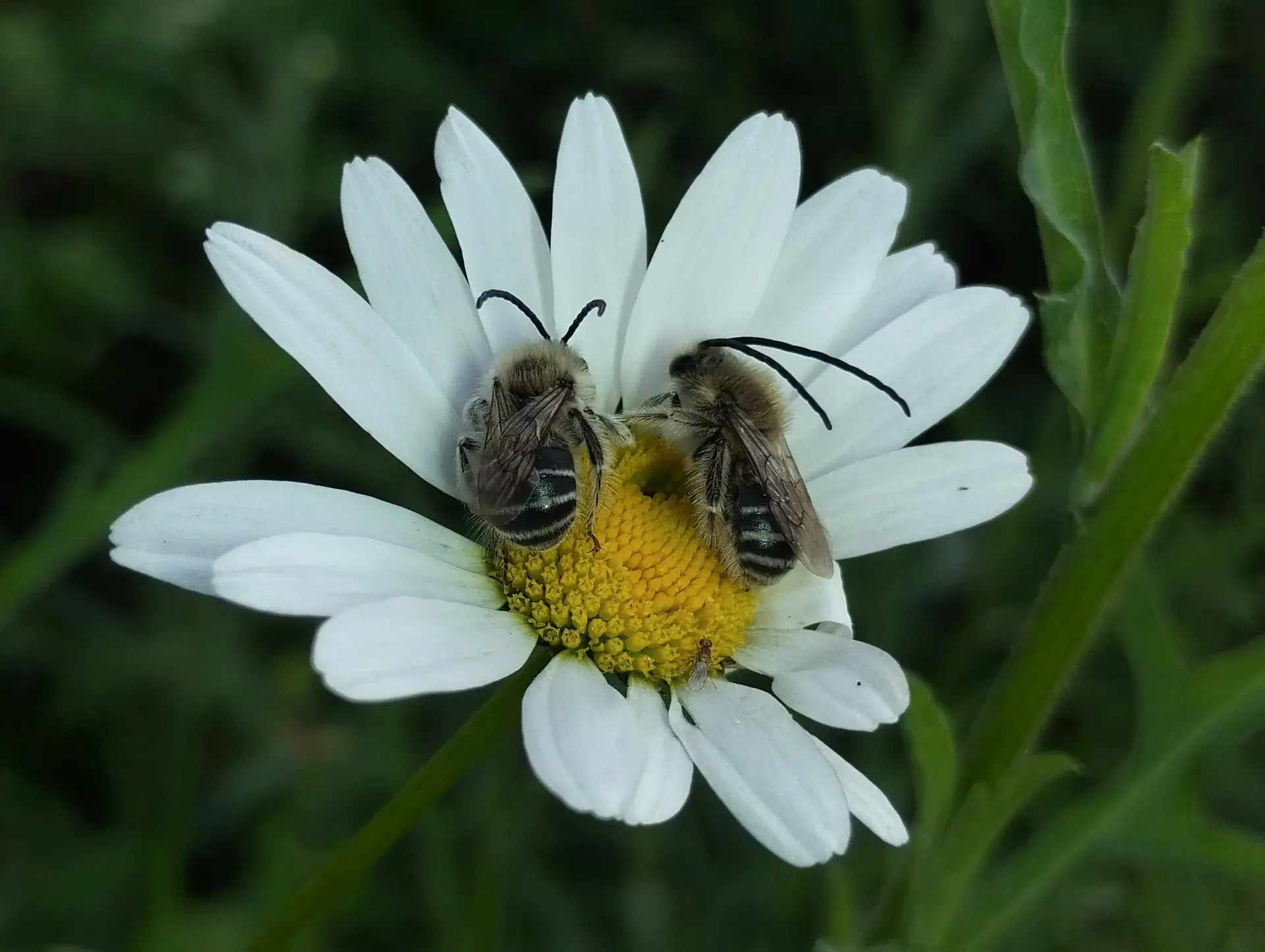 img/eucera-longicornis-2.webp