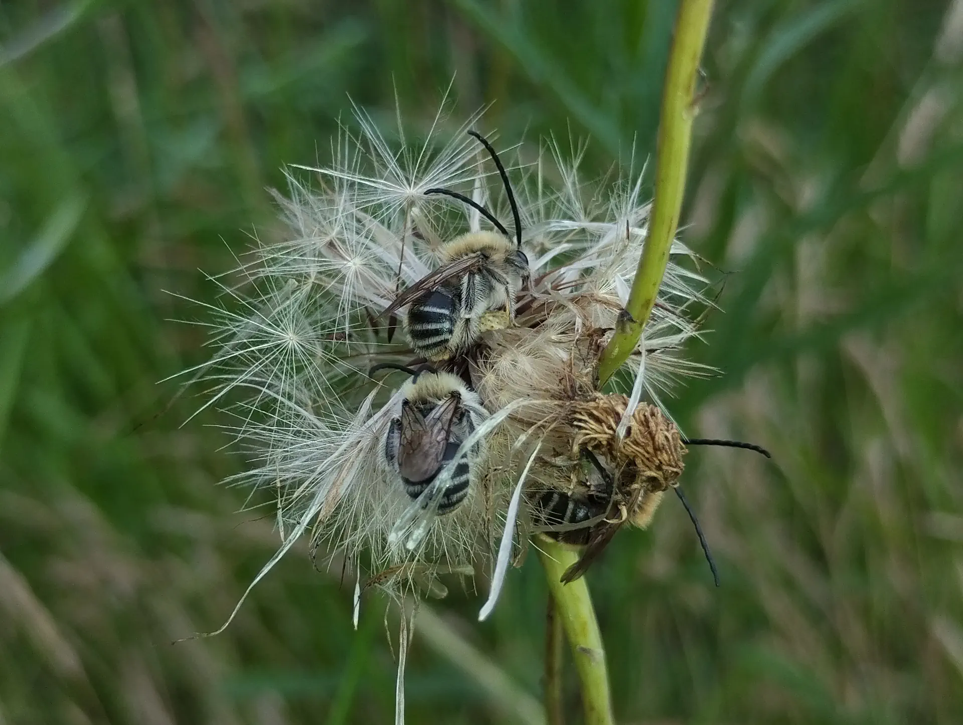 img/eucera-longicornis-3.webp