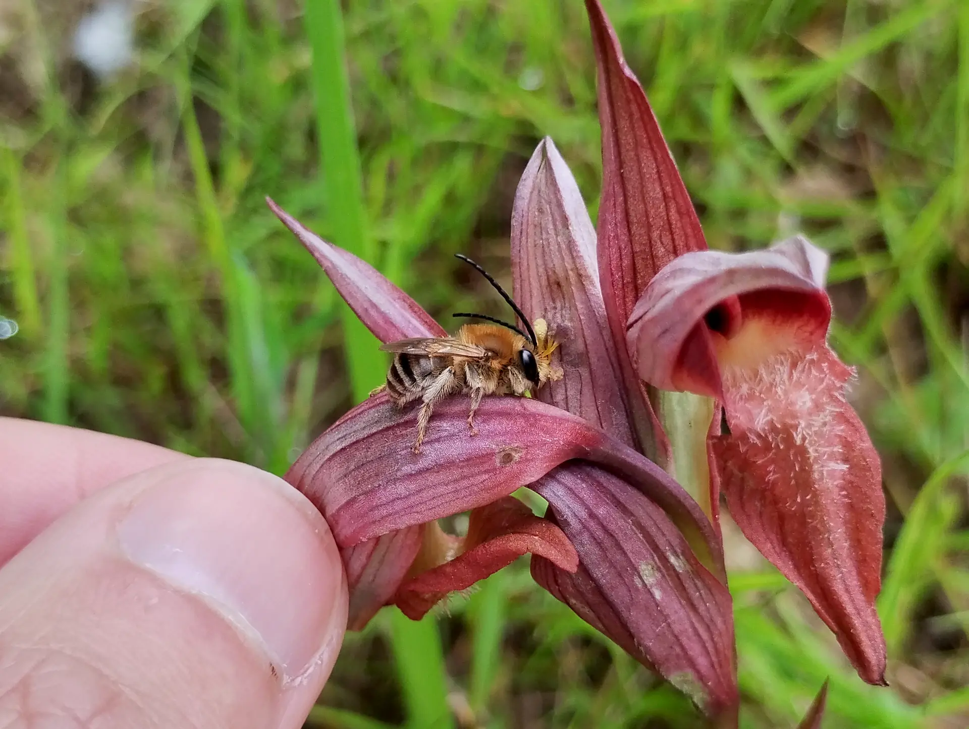 img/eucera-longicornis.webp