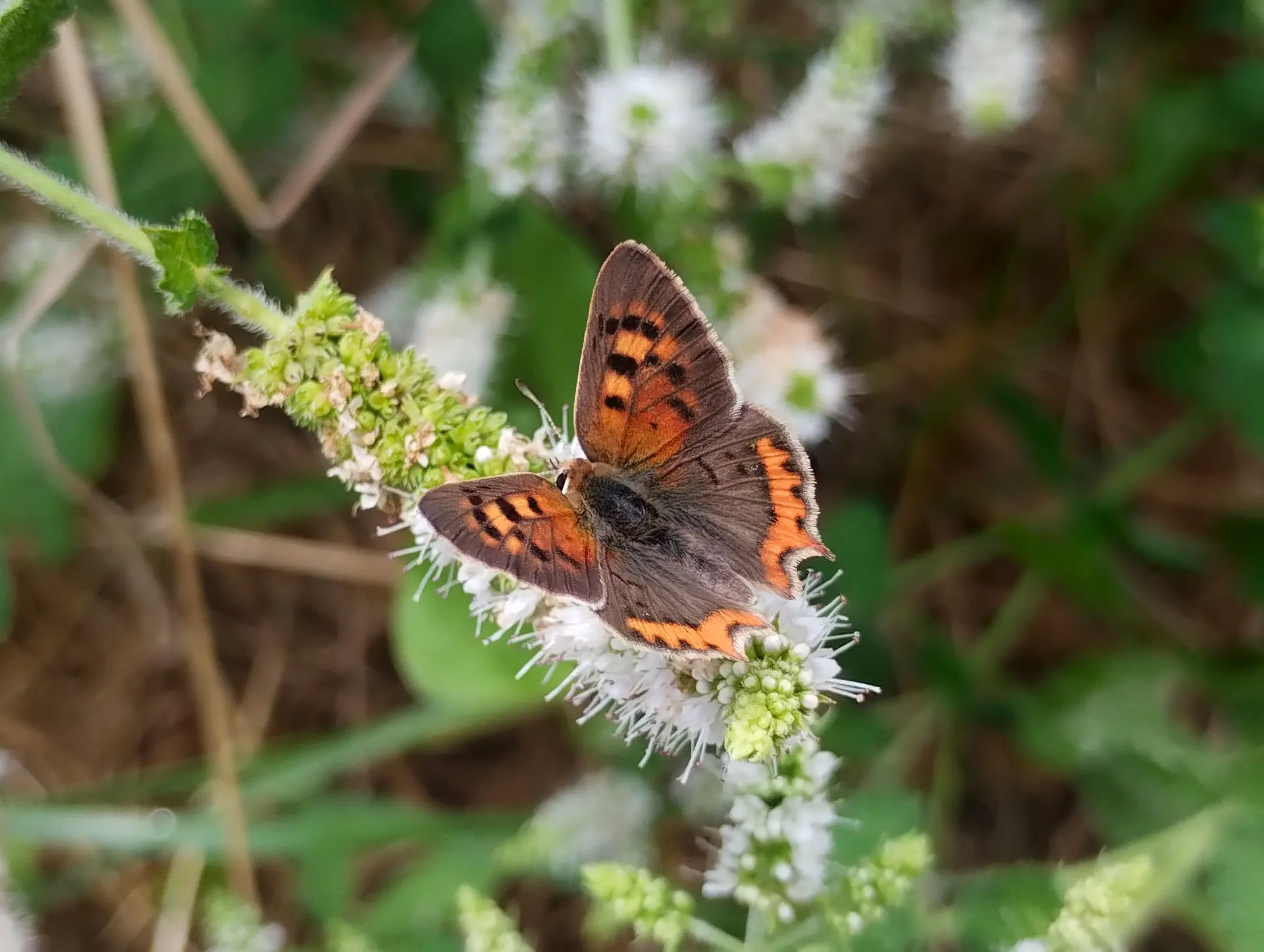 img/lycaena-phlaeas-2.webp