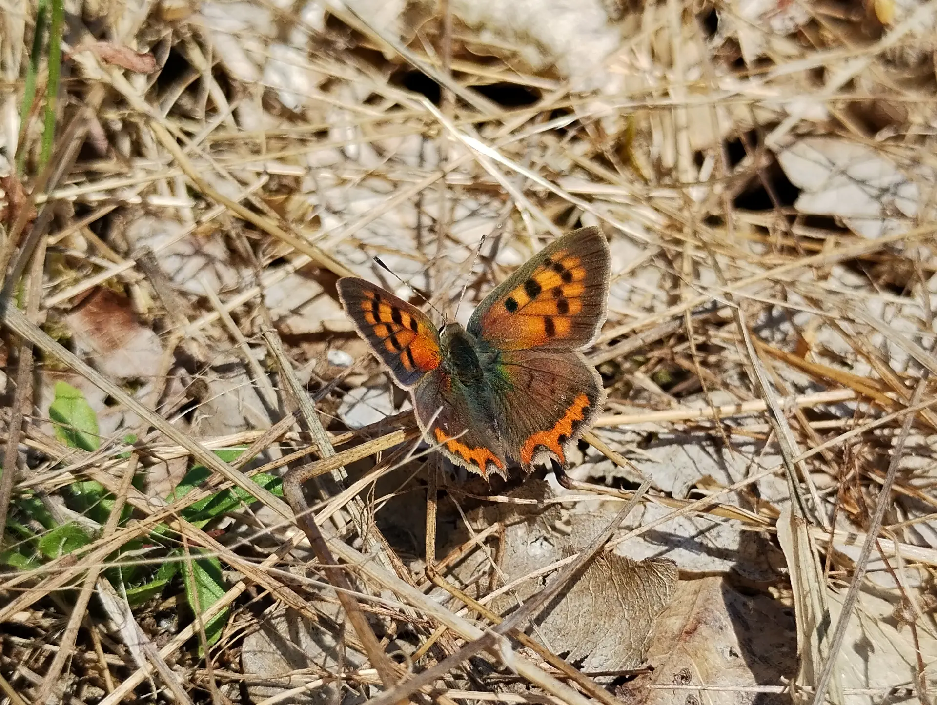img/lycaena-phlaeas-3.webp