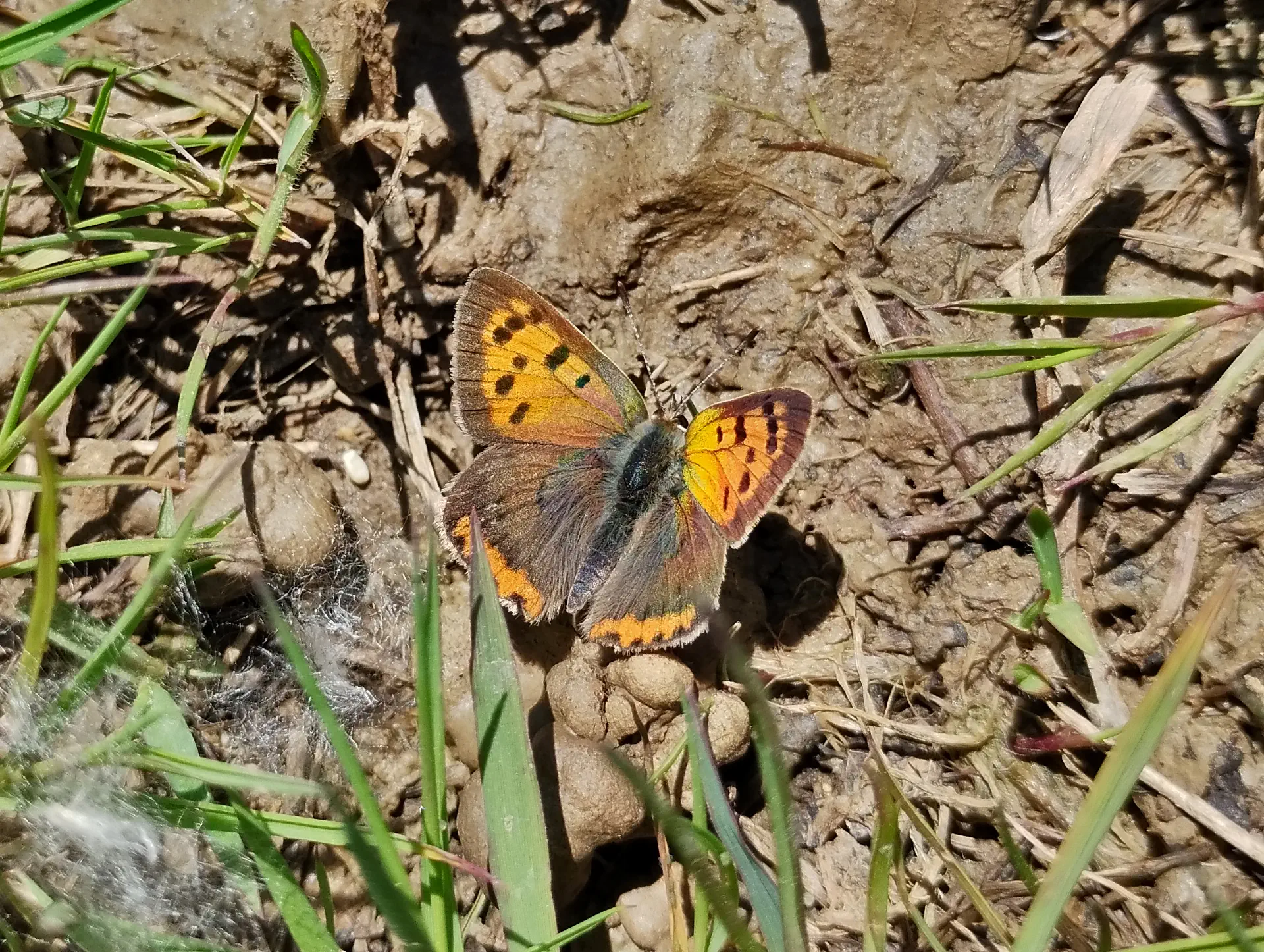 img/lycaena-phlaeas-4.webp