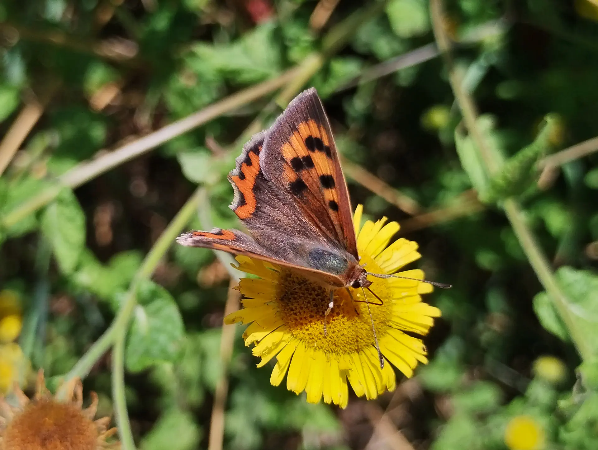 img/lycaena-phlaeas-5.webp