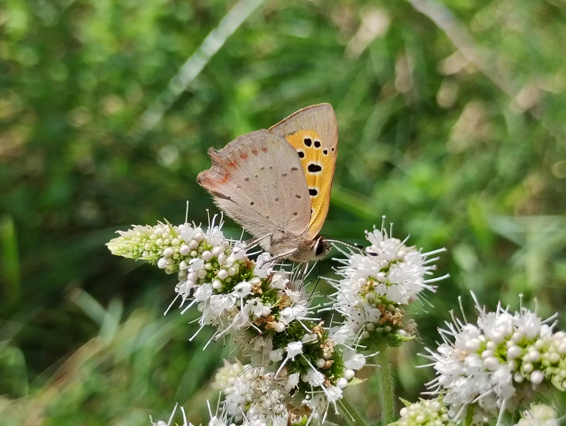 img/lycaena-phlaeas-6.webp