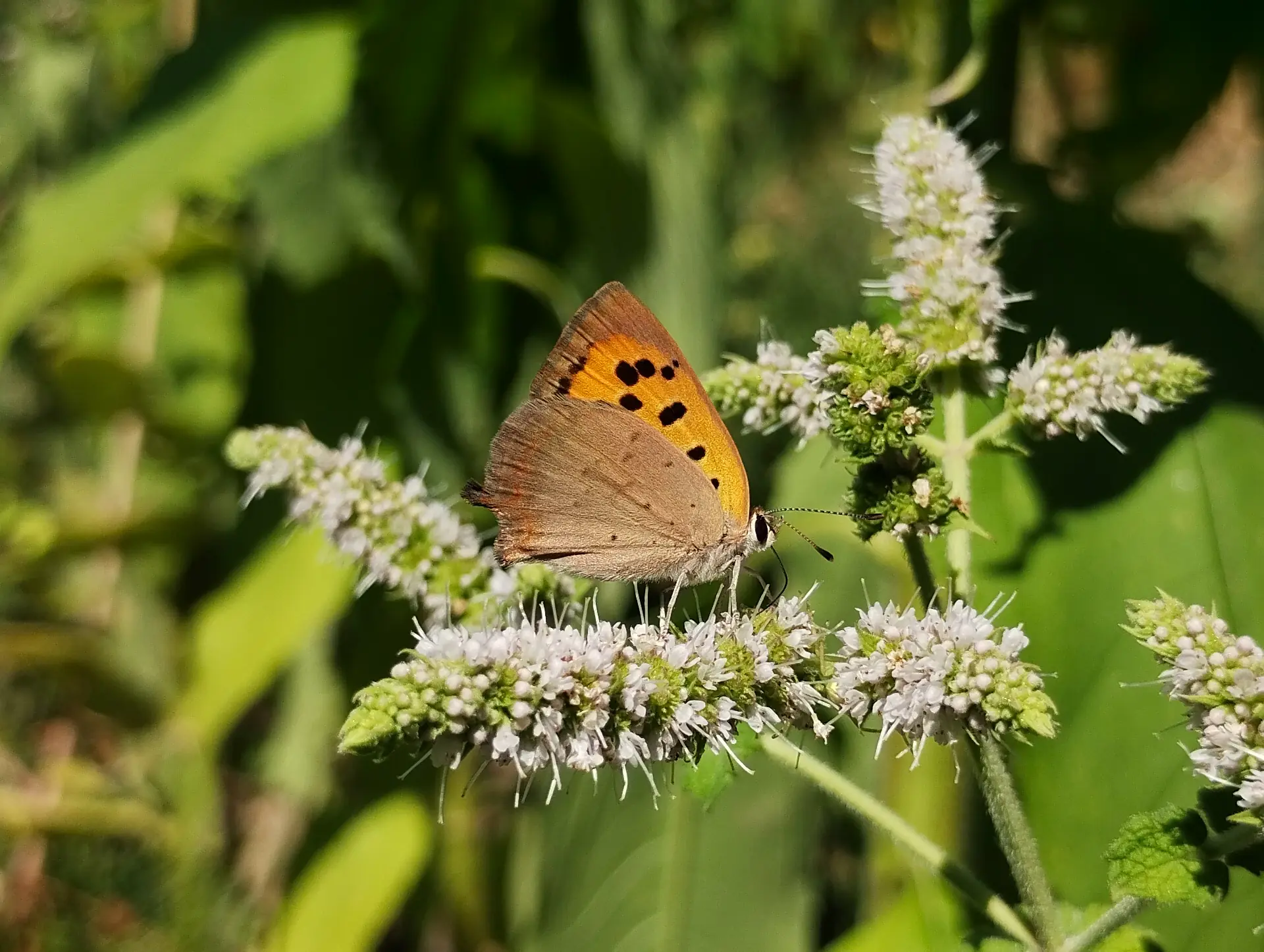 img/lycaena-phlaeas.webp