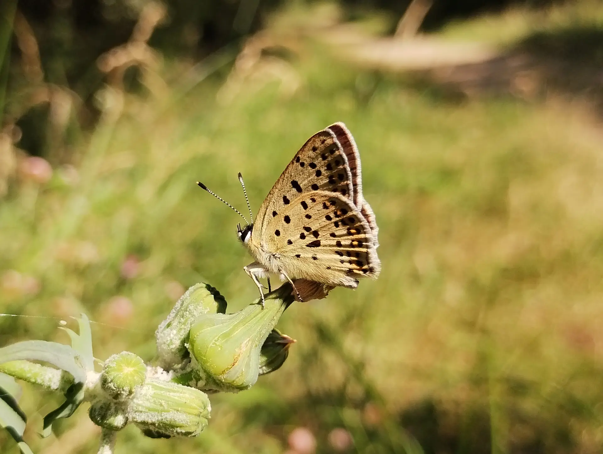 img/lycaena-tityrus-2.webp