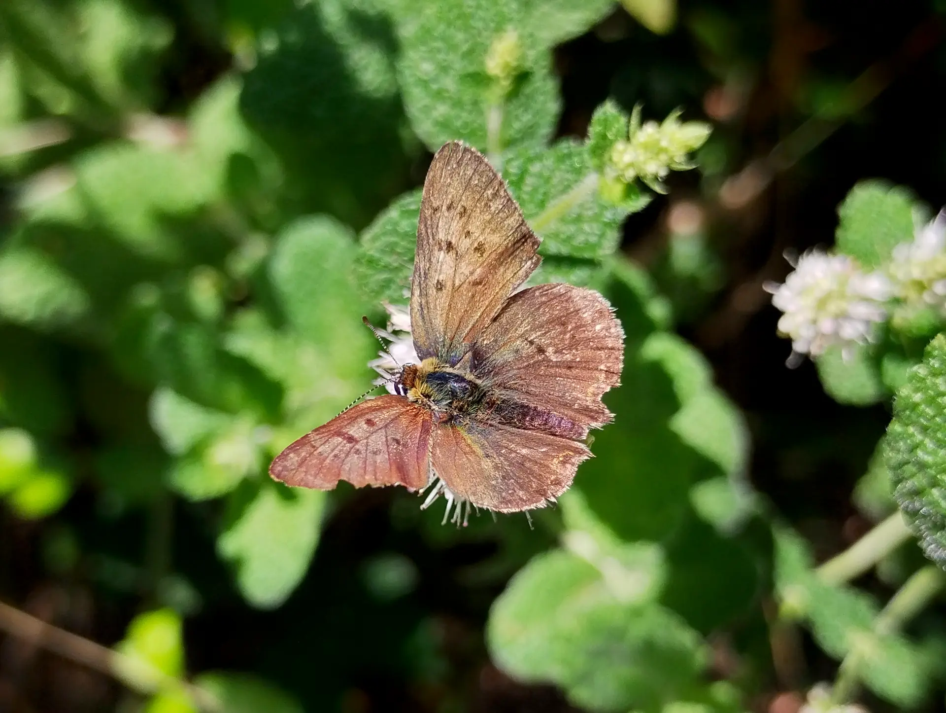 img/lycaena-tityrus-3.webp