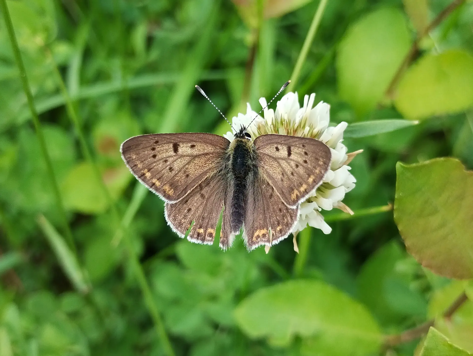 img/lycaena-tityrus-4.webp