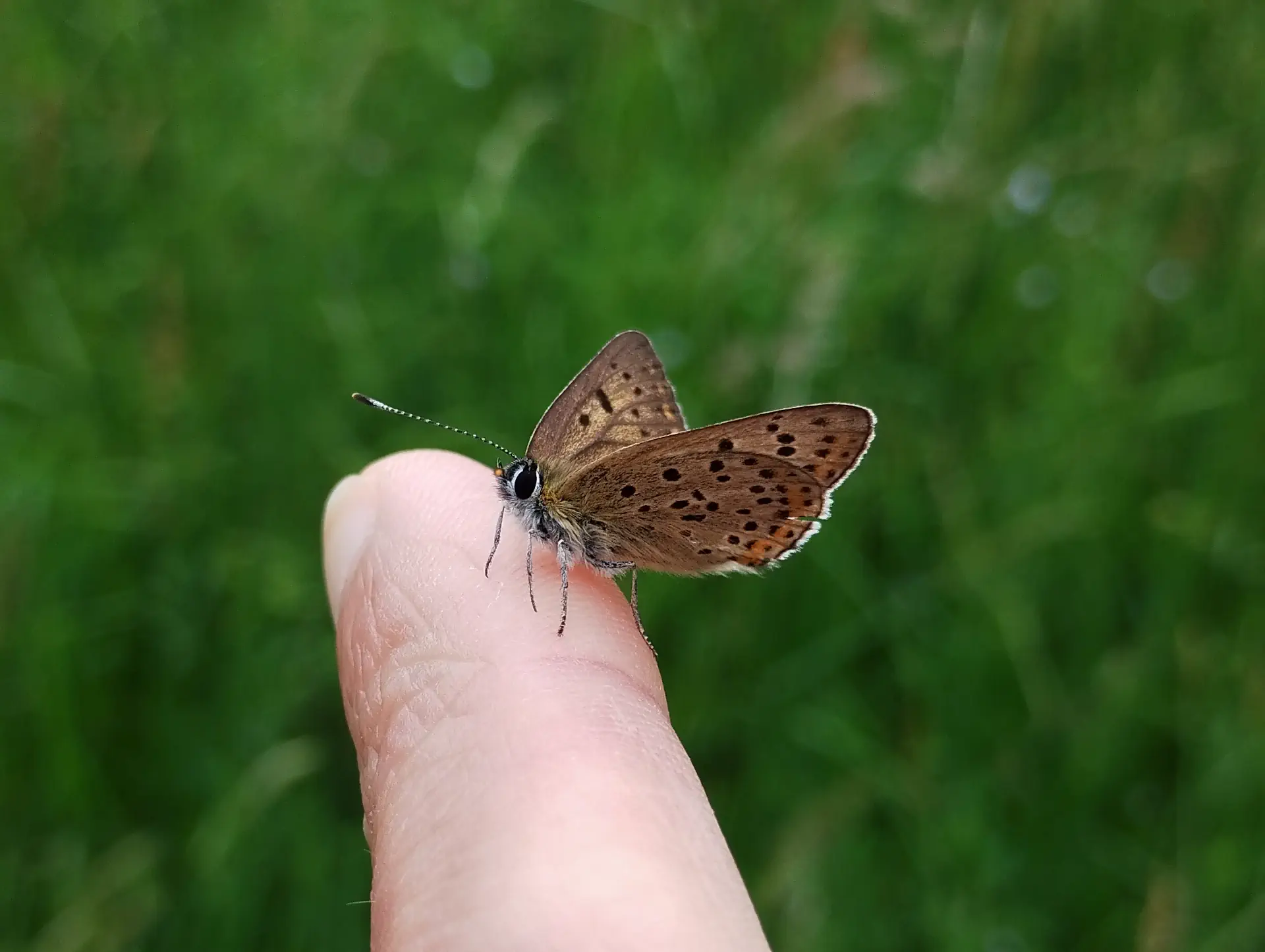 img/lycaena-tityrus-5.webp