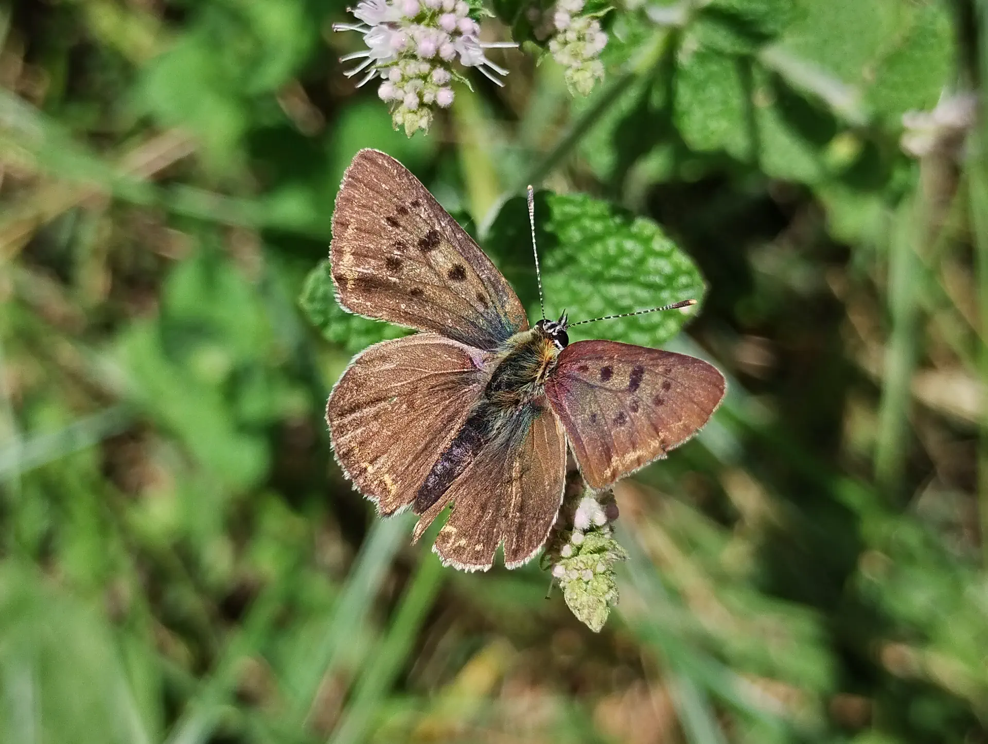 img/lycaena-tityrus-6.webp