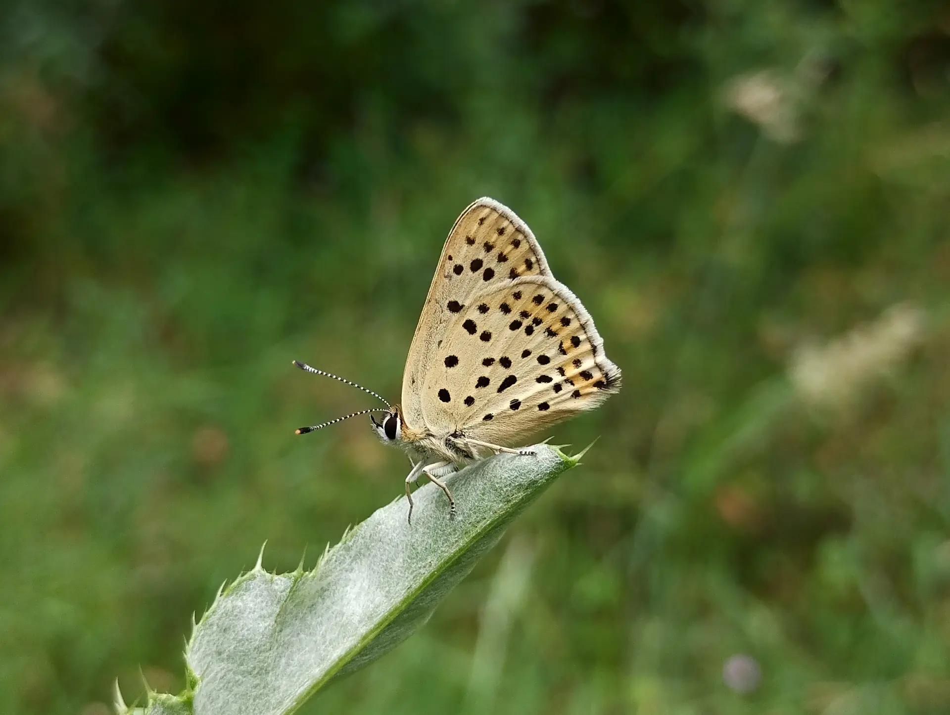 img/lycaena-tityrus.webp