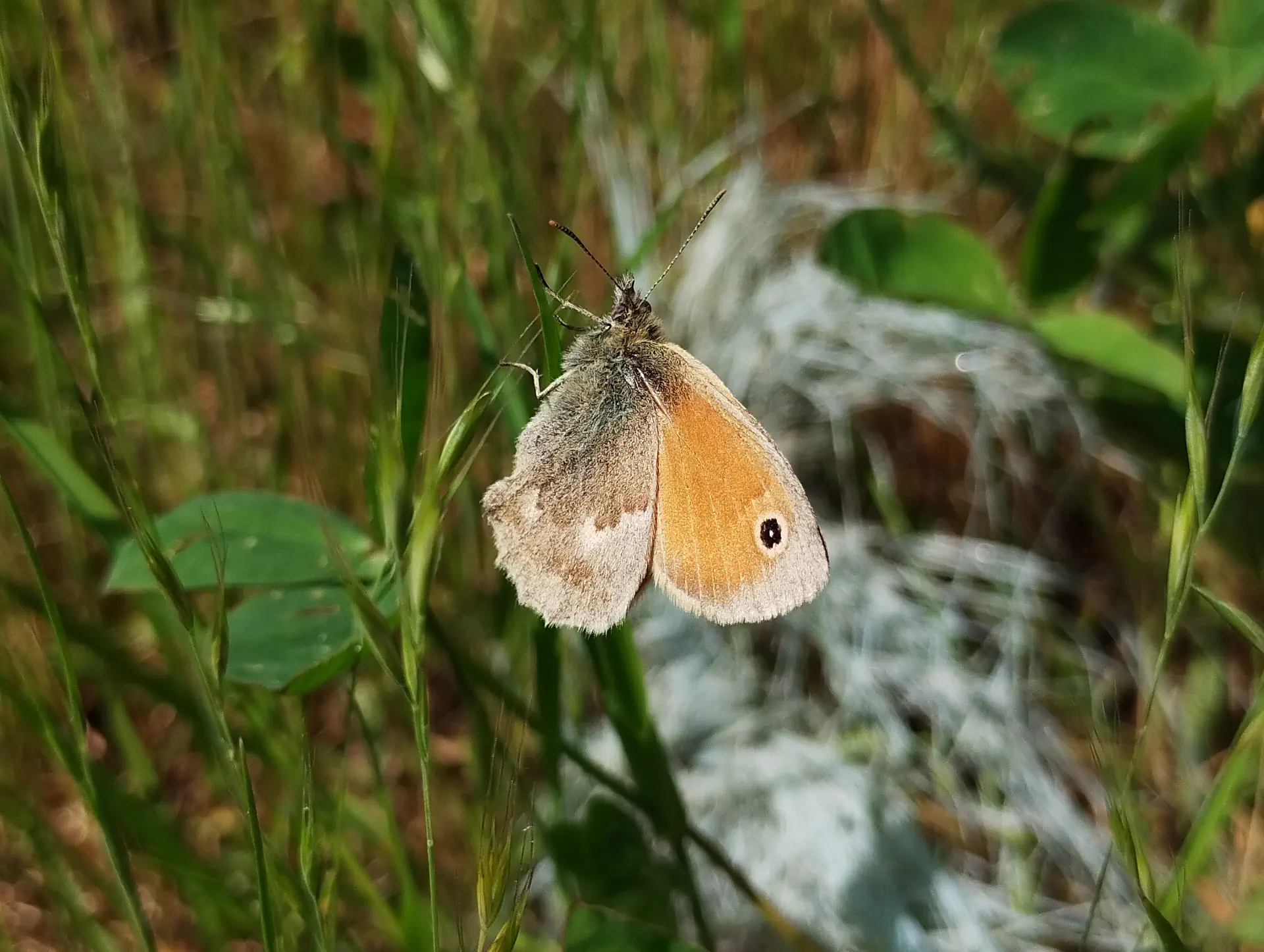 img/coenonympha-pamphilus.webp