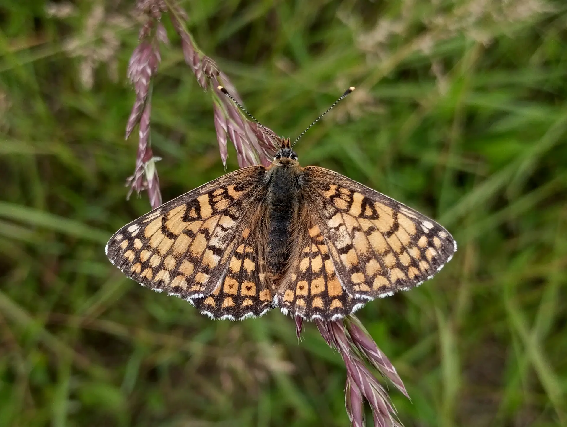 img/melitaea-cinxia-2.webp