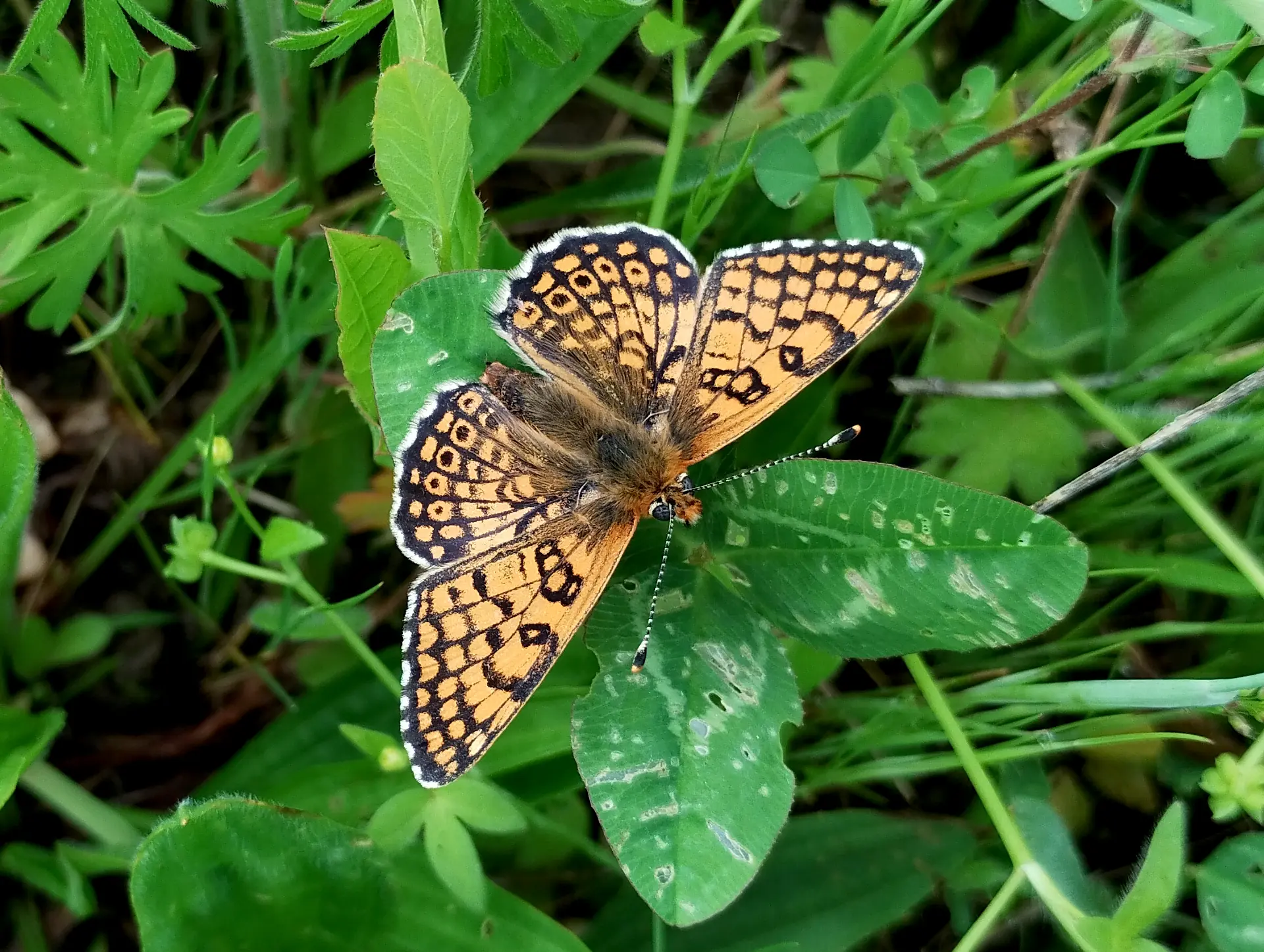 img/melitaea-cinxia.webp