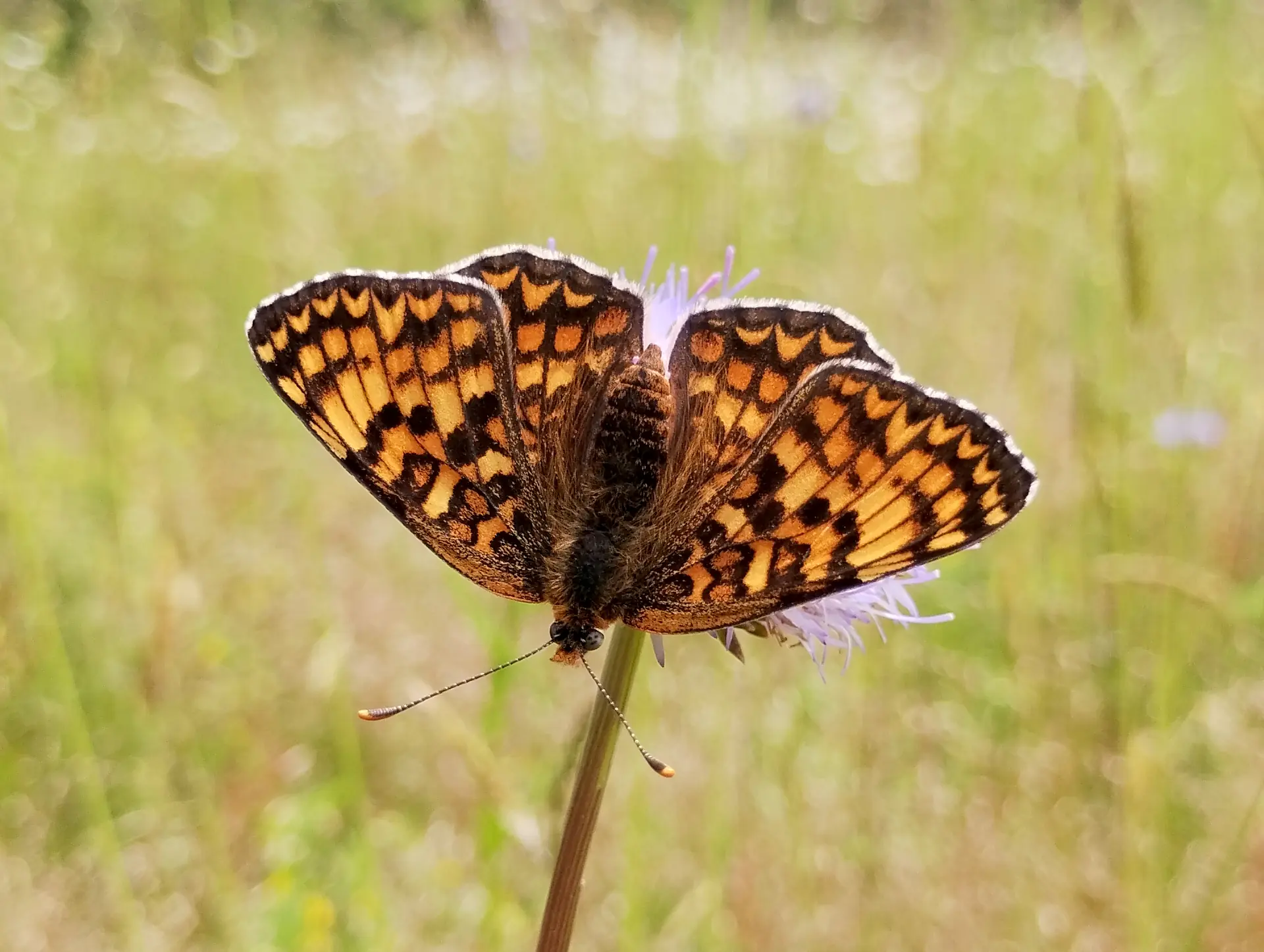 img/melitaea-phoebe.webp