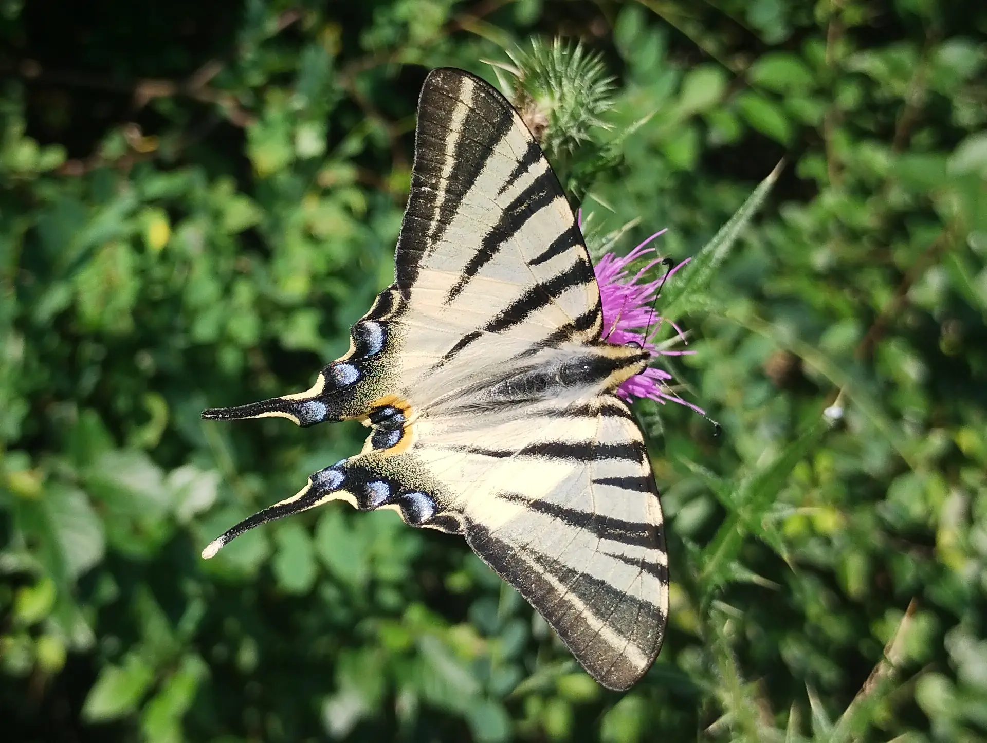 img/iphiclides-podalirius-4.webp
