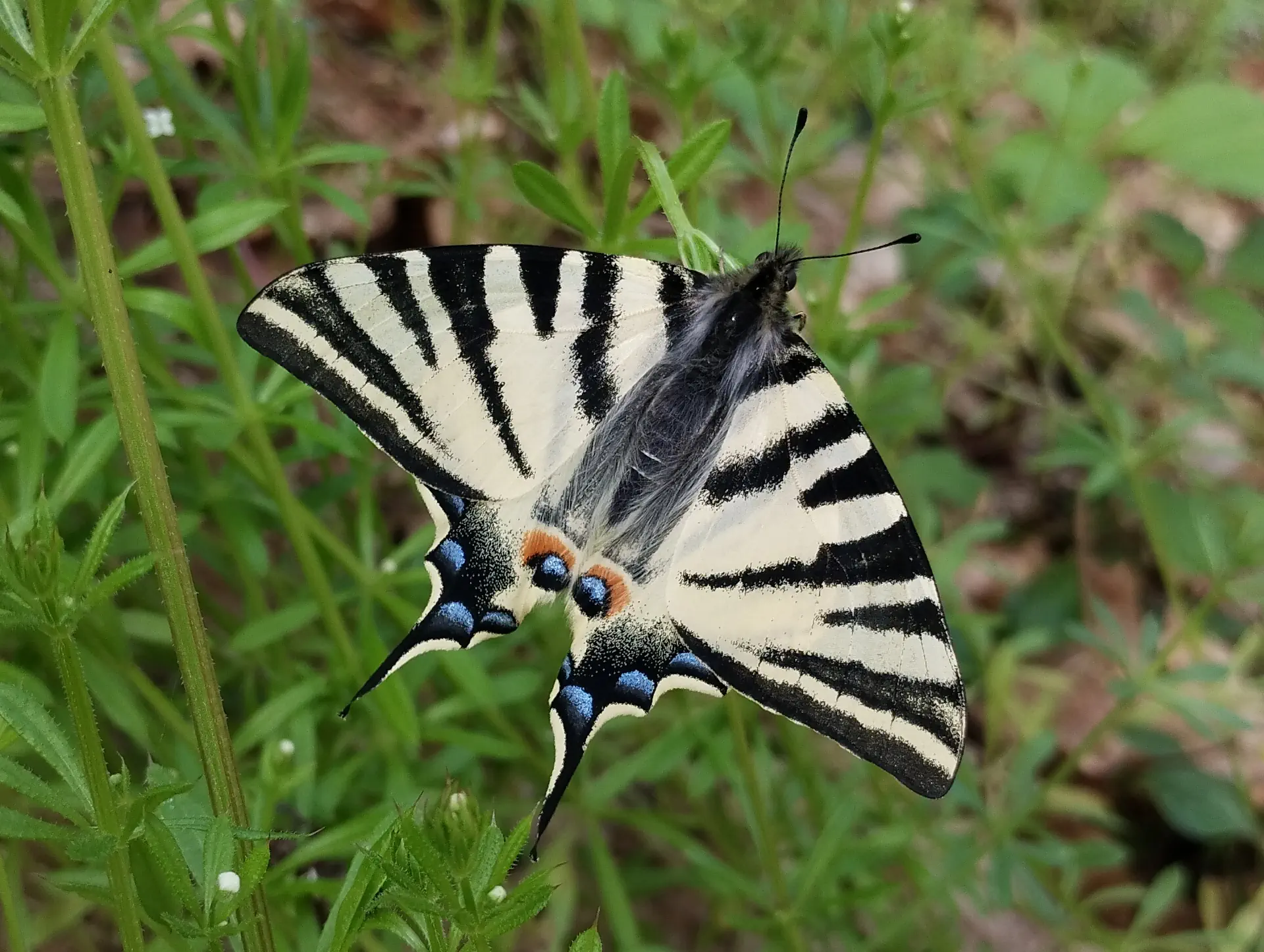 img/iphiclides-podalirius-5.webp