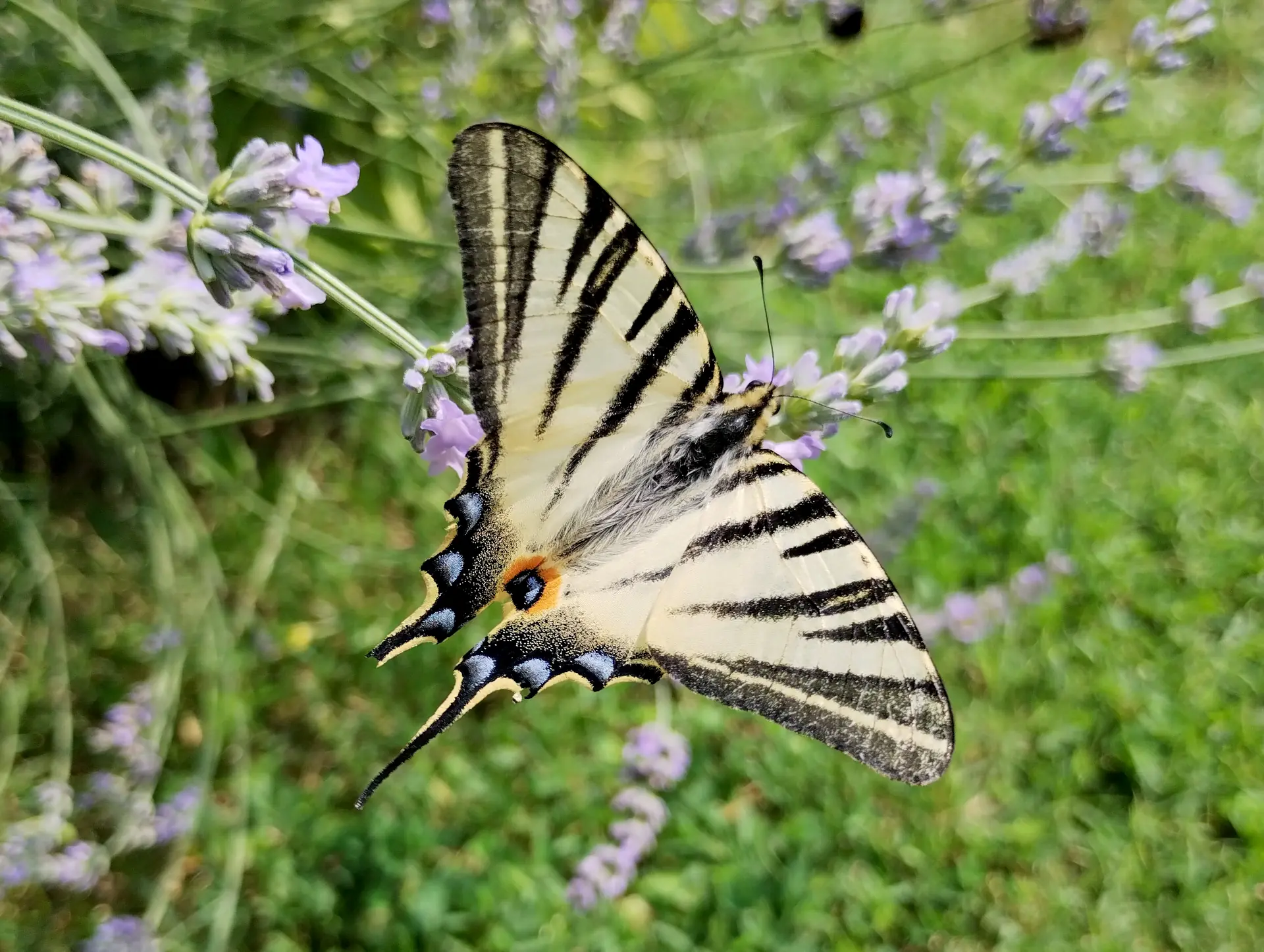img/iphiclides-podalirius.webp