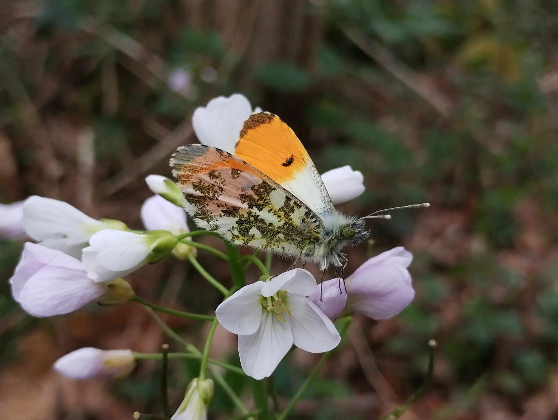 img/anthocharis-cardamines-2.webp
