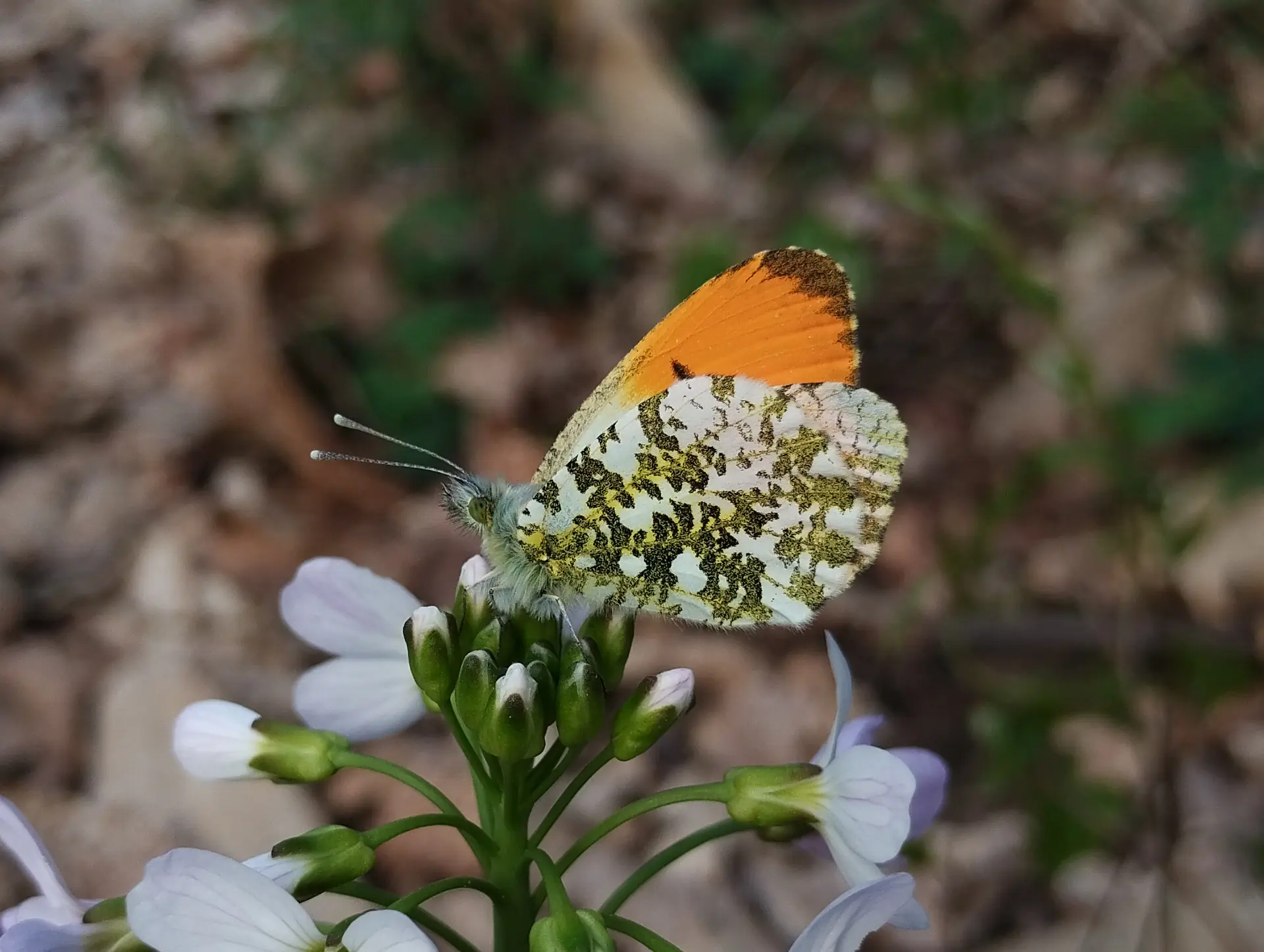 img/anthocharis-cardamines-3.webp