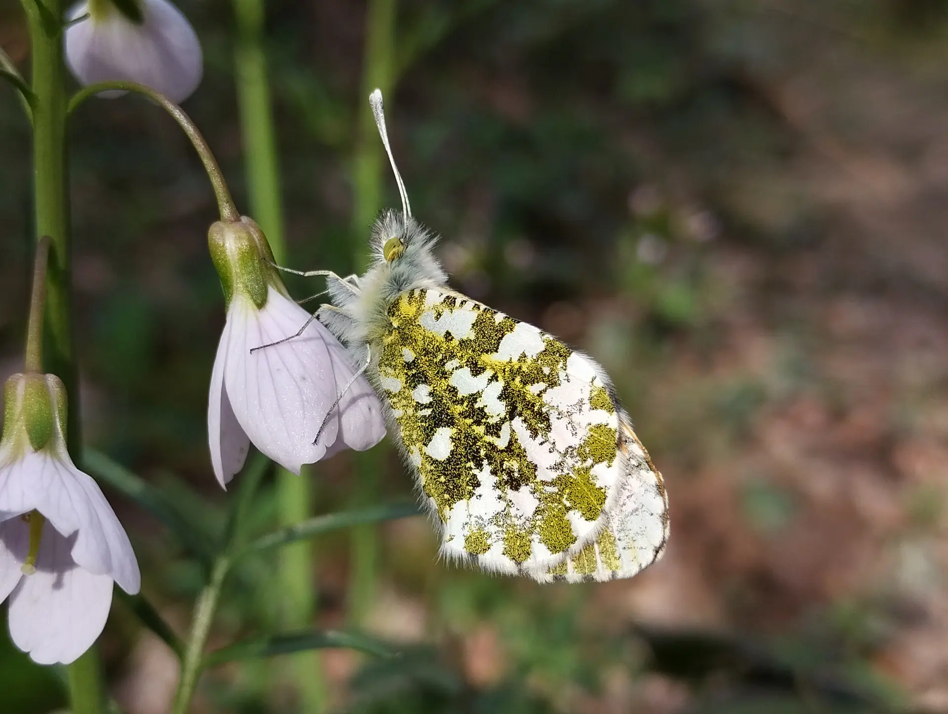 img/anthocharis-cardamines-4.webp