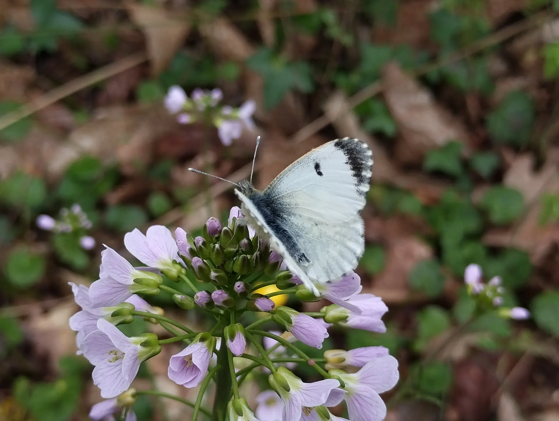 img/anthocharis-cardamines-5.webp