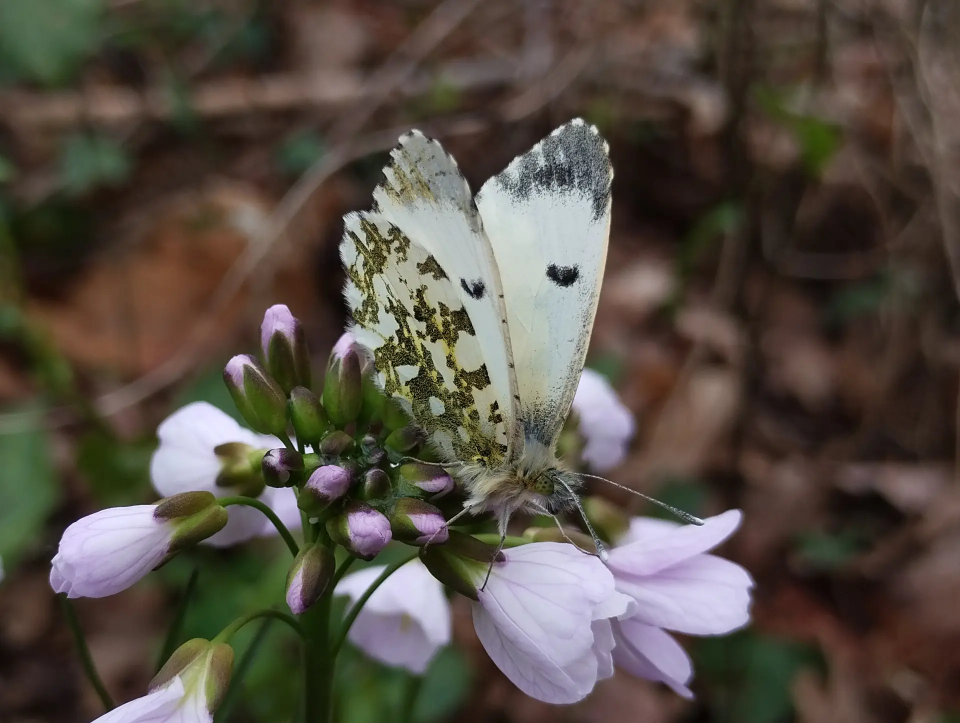 img/anthocharis-cardamines-7.webp