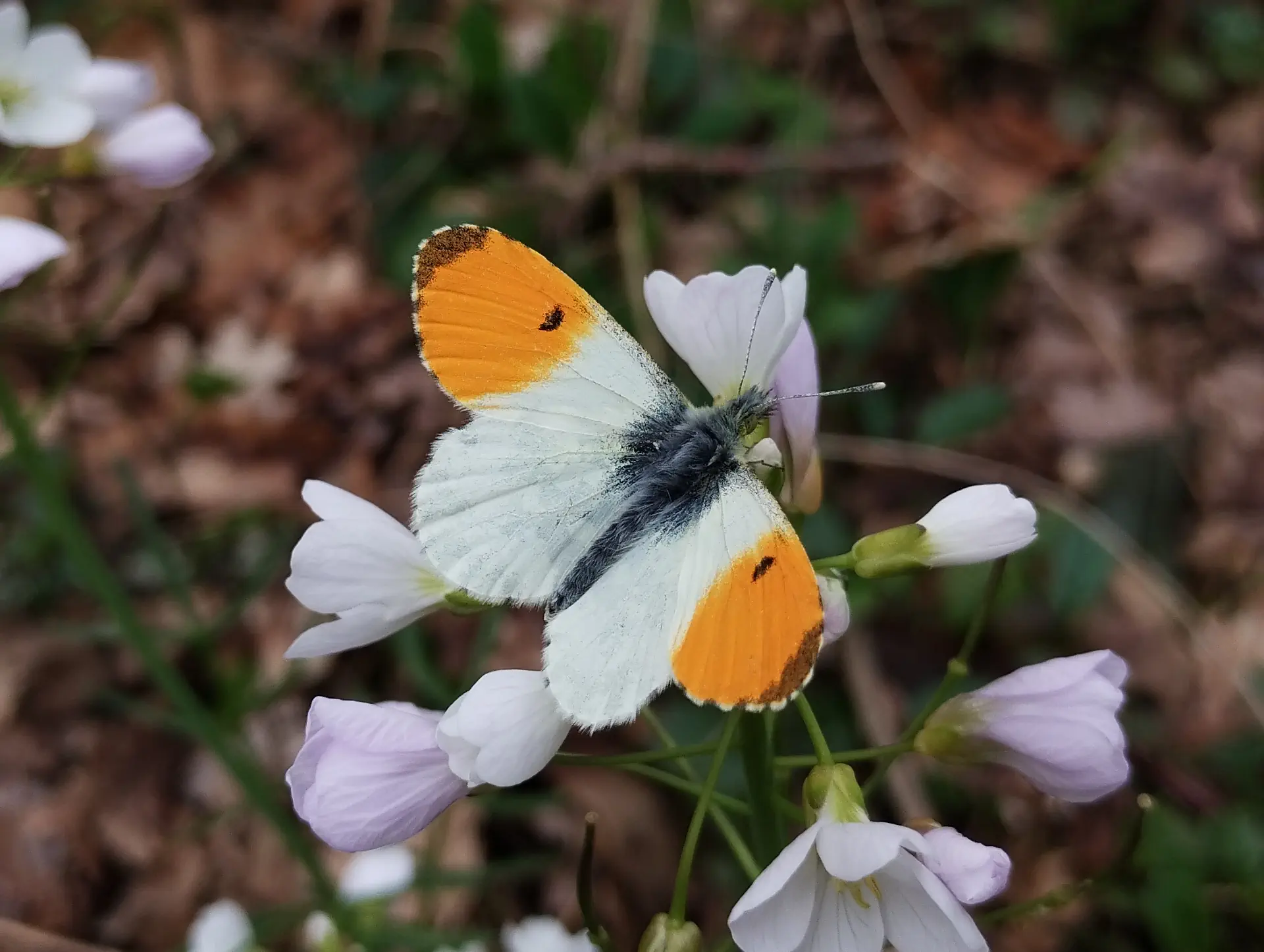 img/anthocharis-cardamines.webp