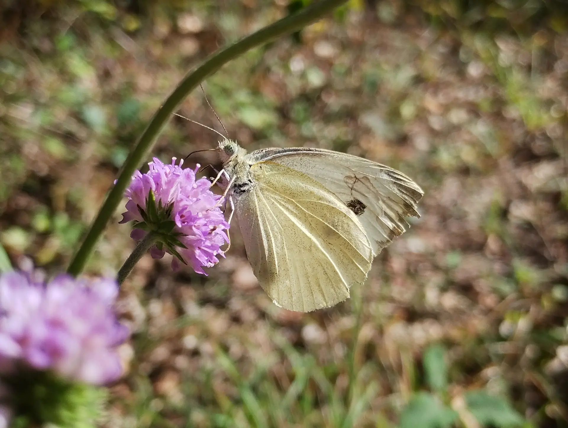img/pieris-brassicae-2.webp