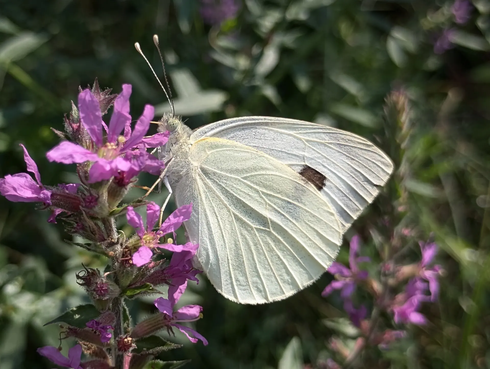 img/pieris-brassicae-3.webp