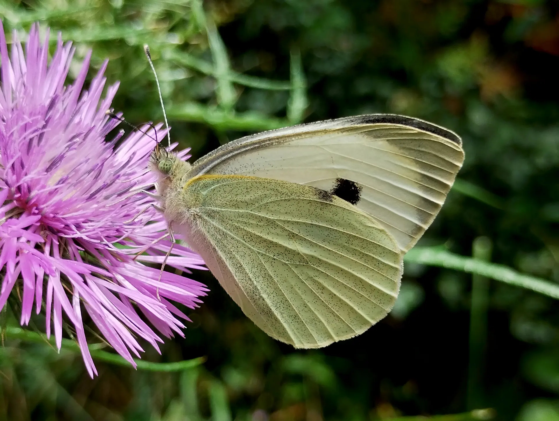 img/pieris-brassicae.webp