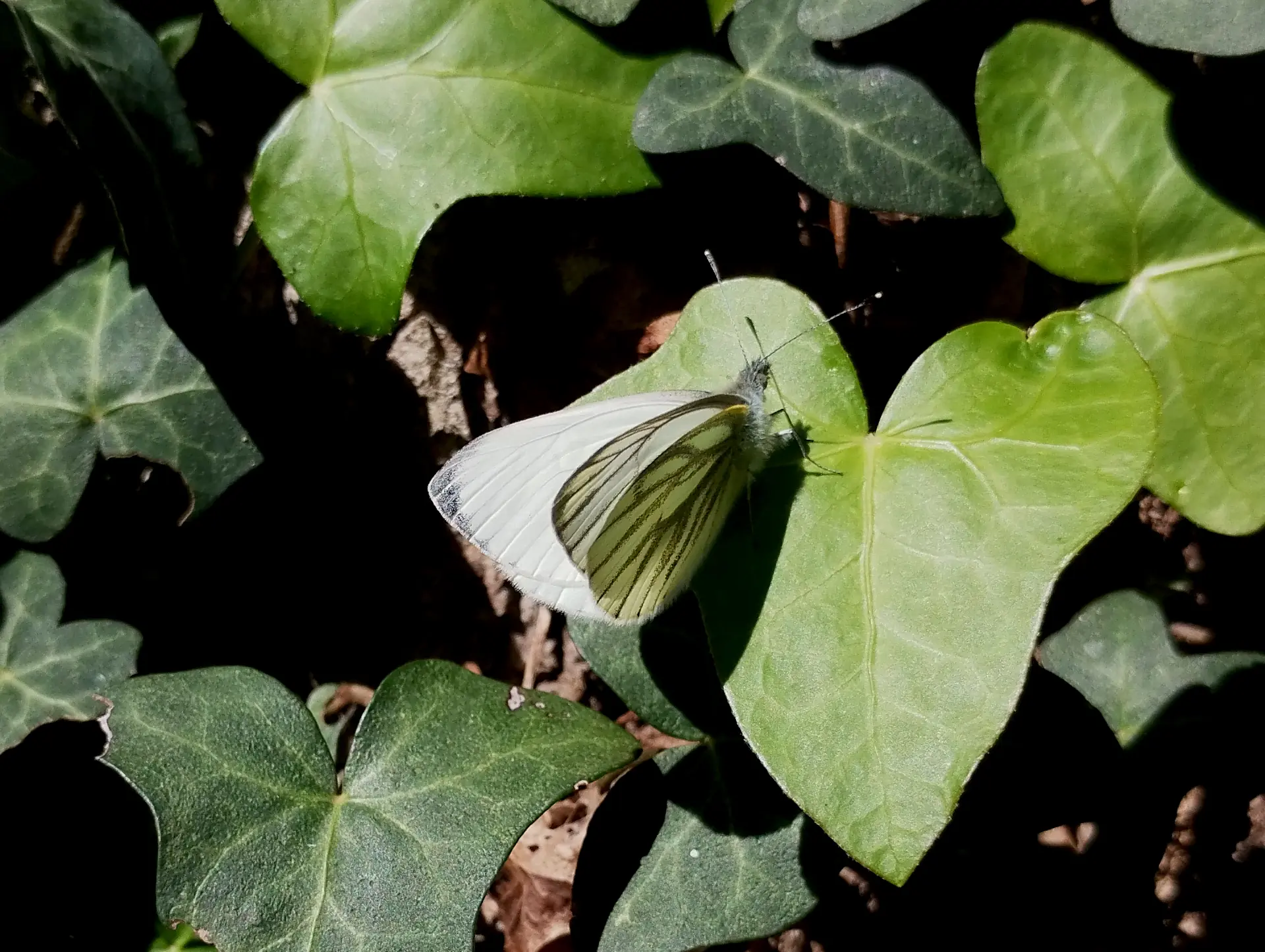 img/pieris-napi-2.webp