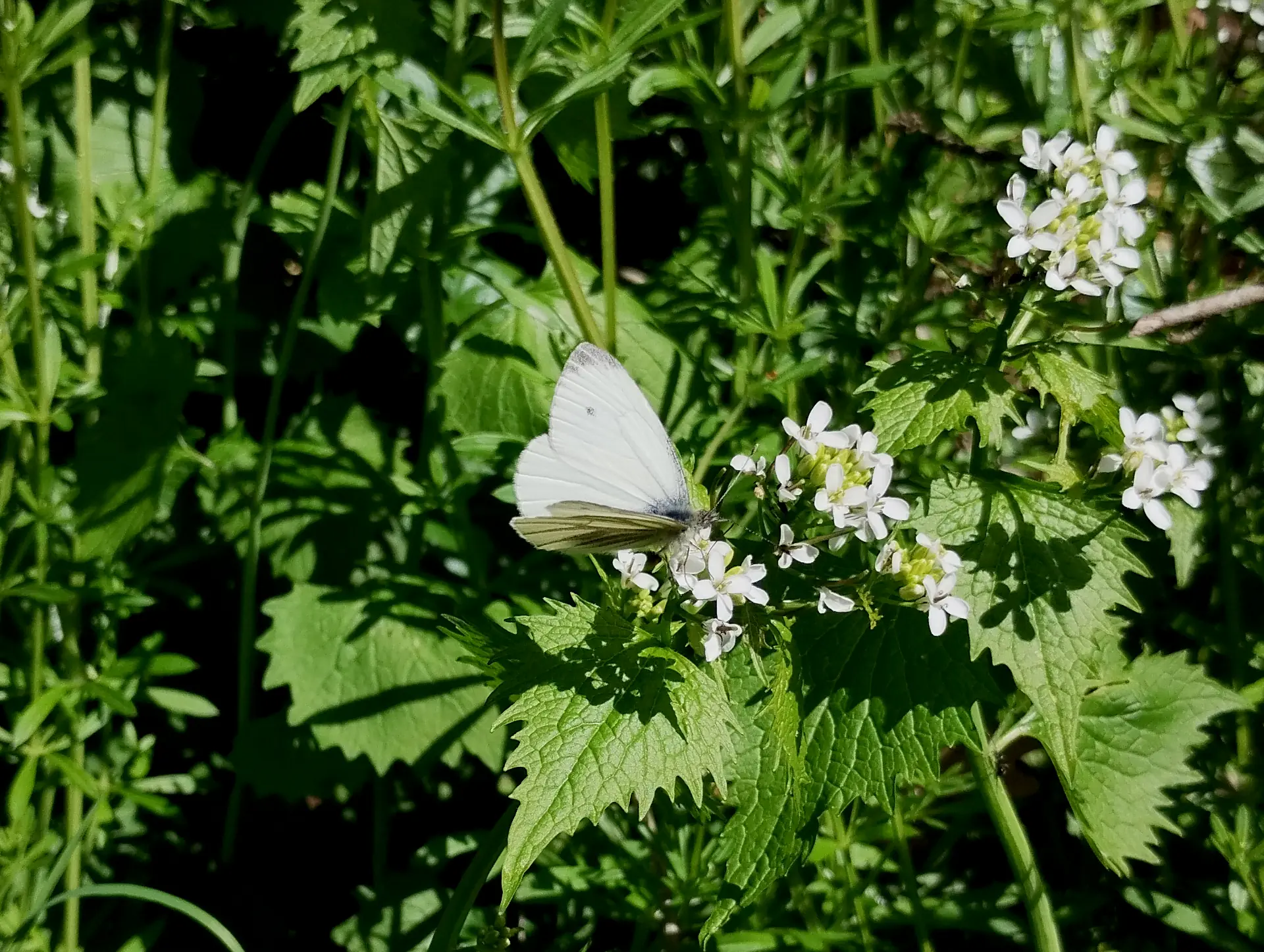 img/pieris-napi.webp
