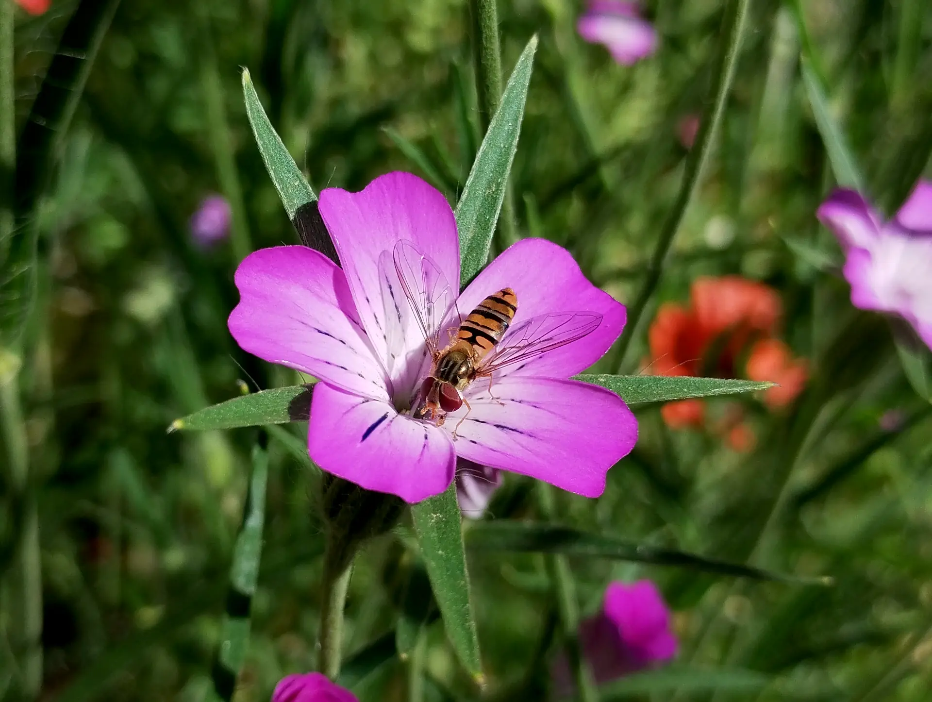 img/episyrphus-balteatus-2.webp