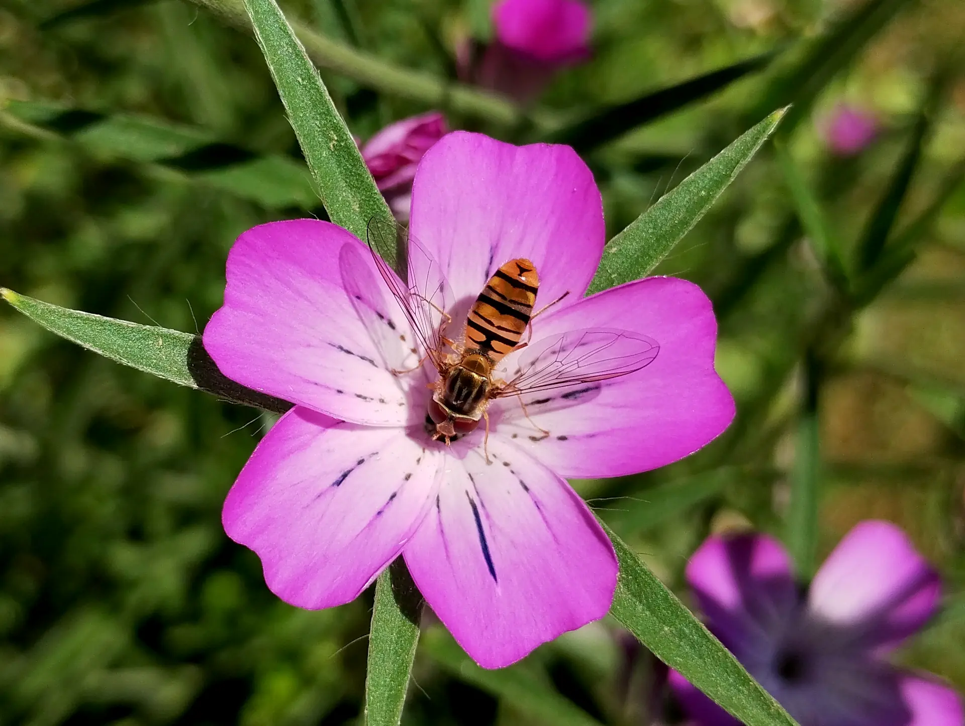 img/episyrphus-balteatus.webp