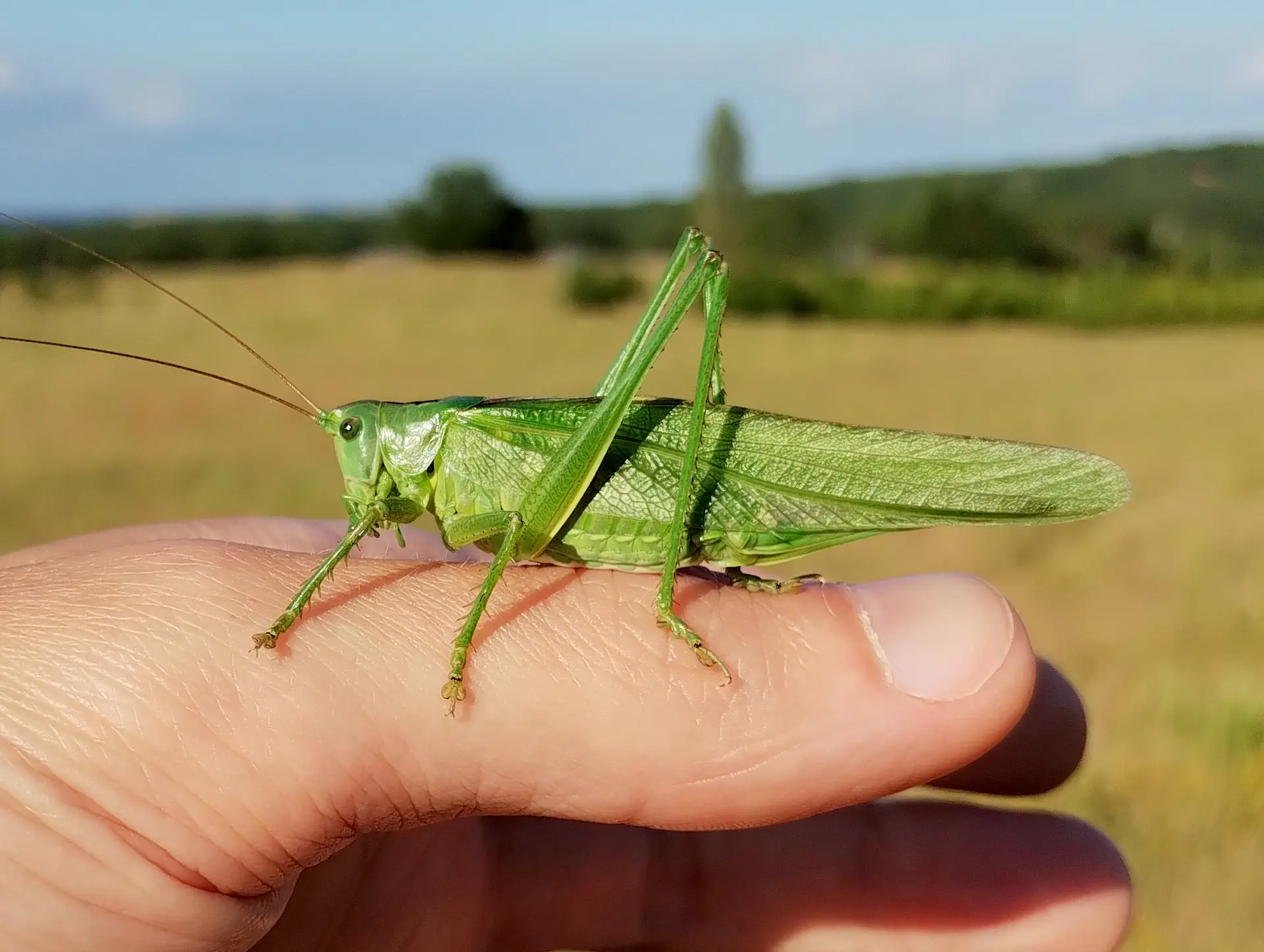 img/tettigonia-viridissima-2.webp