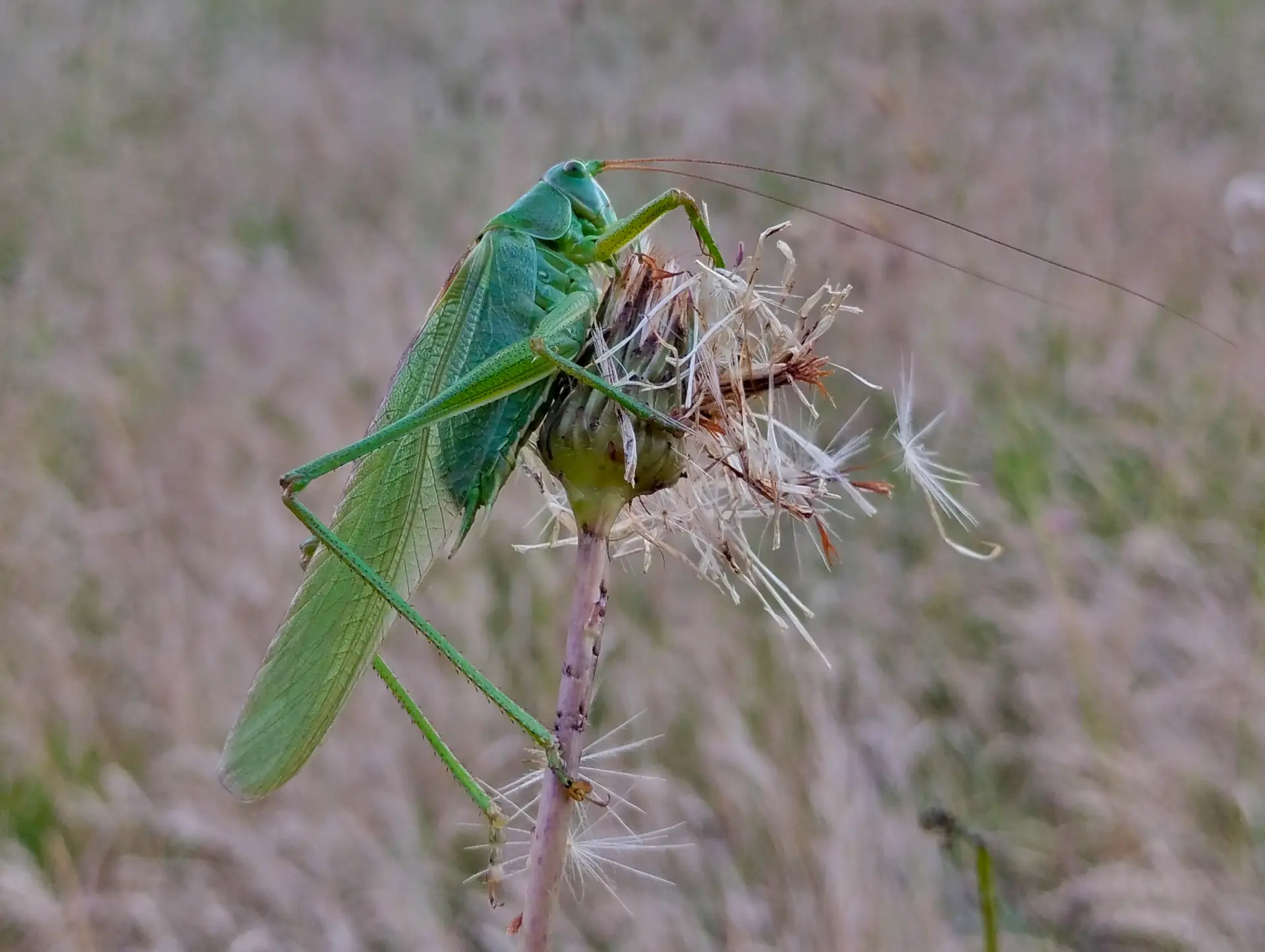 img/tettigonia-viridissima.webp