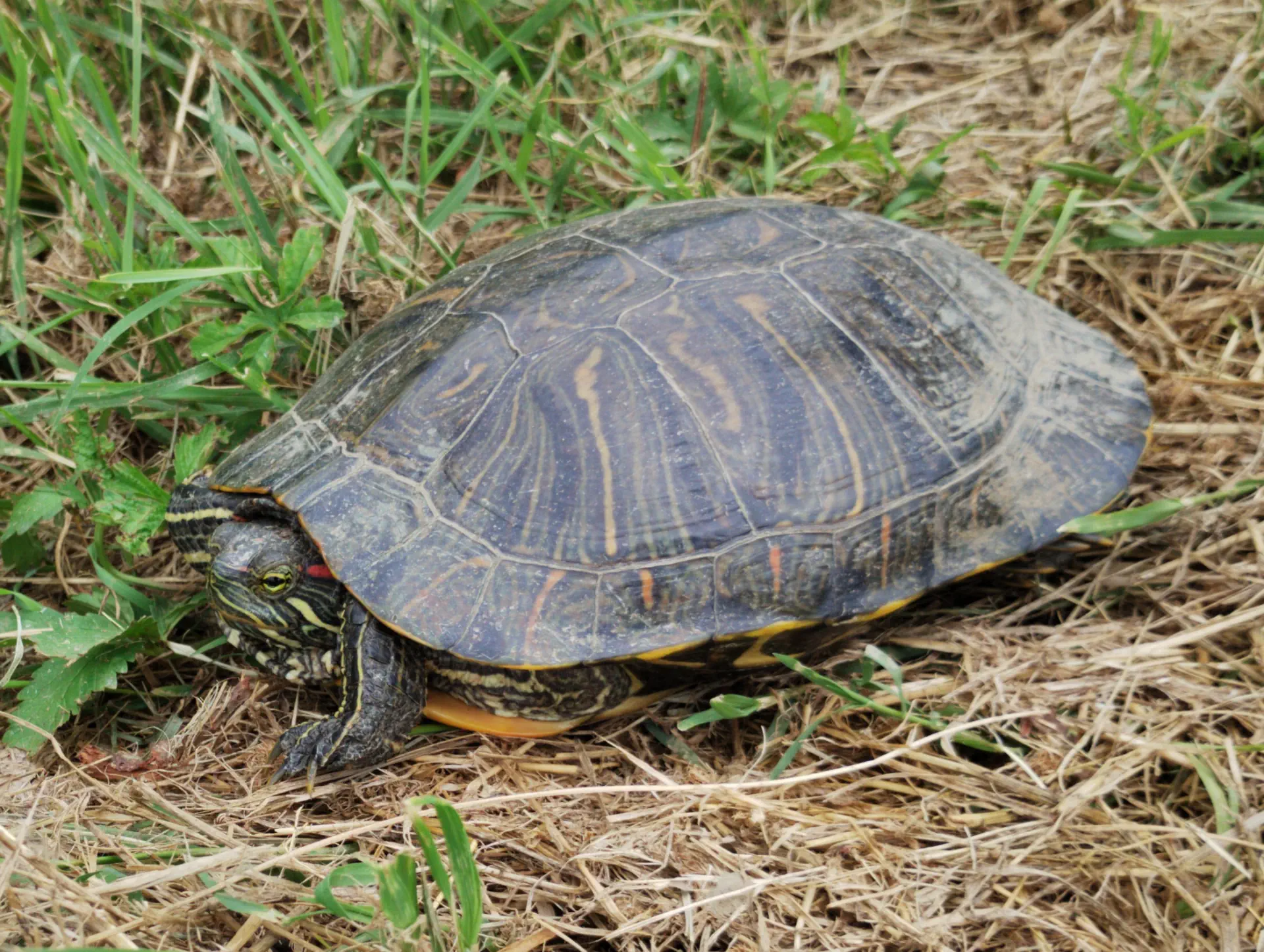 img/trachemys-scripta-elegans-2.webp