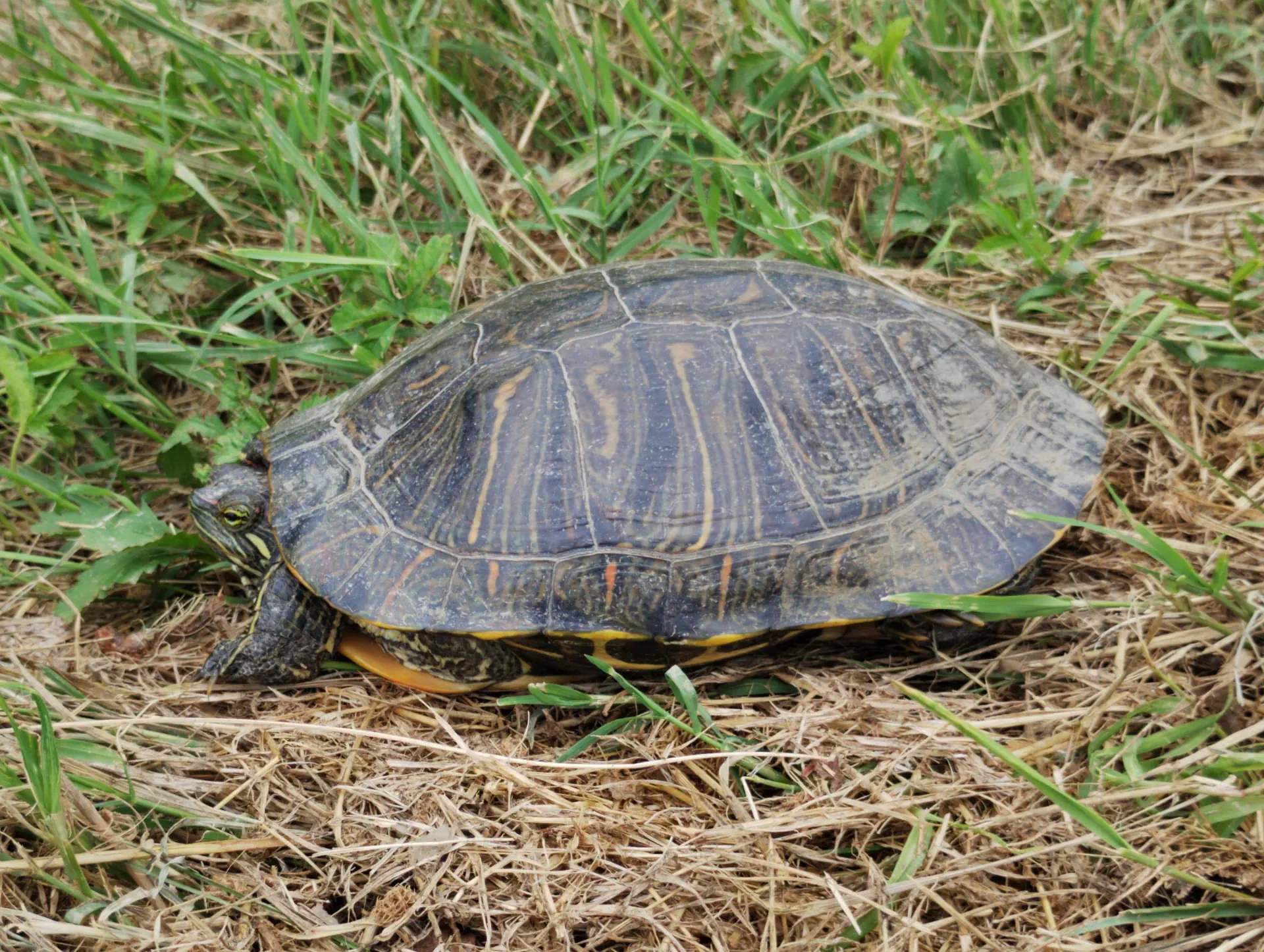 img/trachemys-scripta-elegans-3.webp