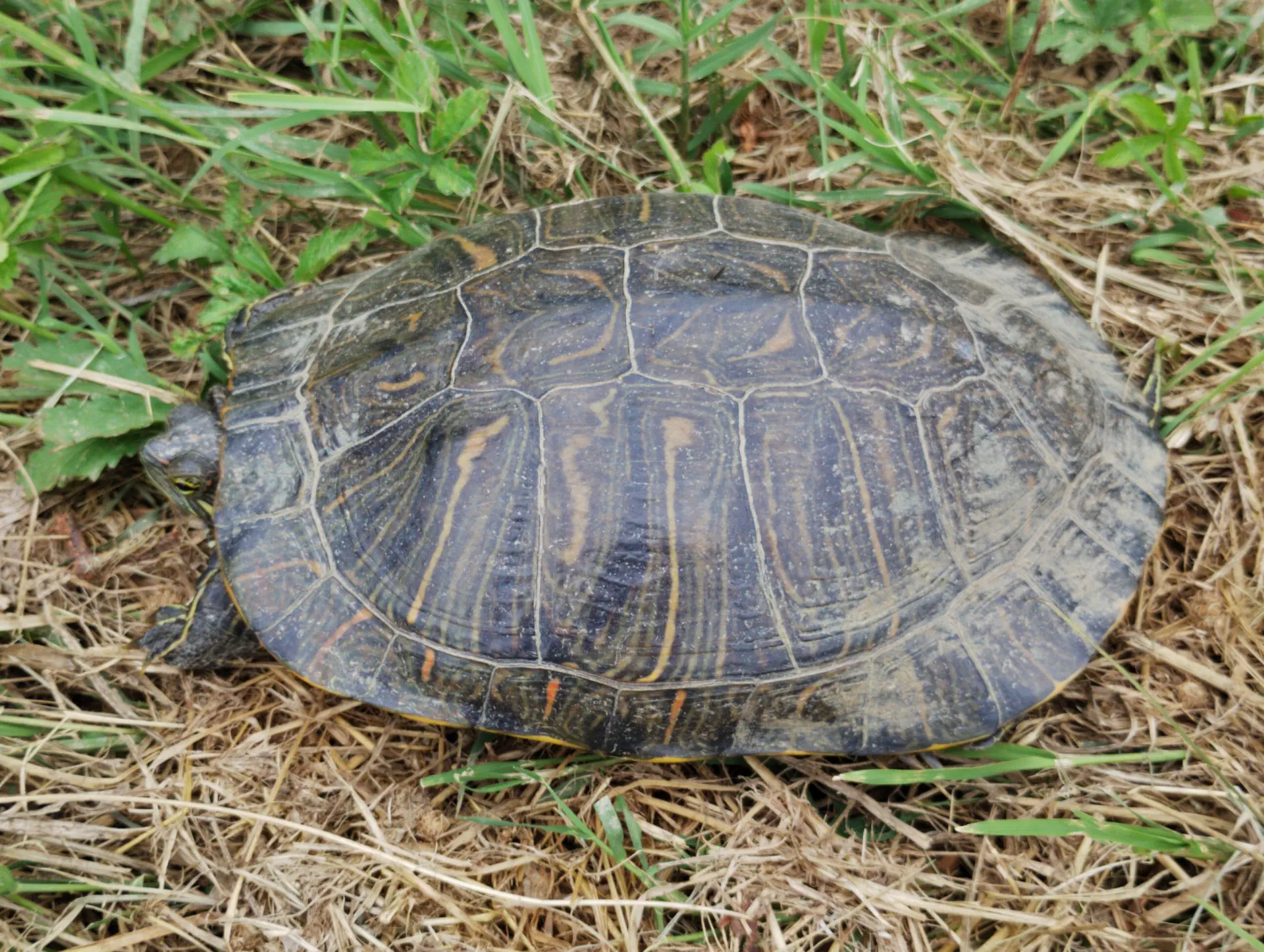 img/trachemys-scripta-elegans-4.webp