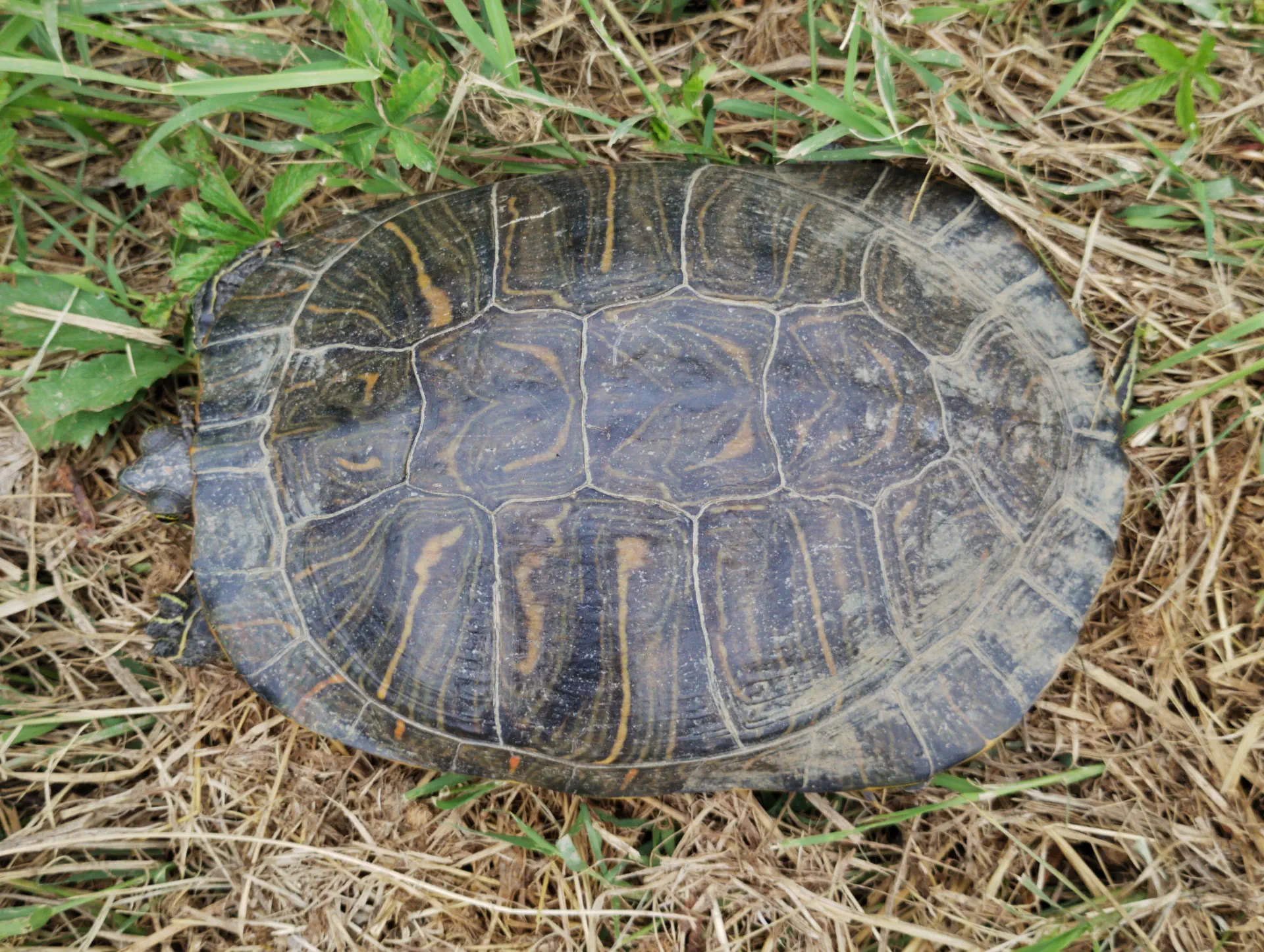 img/trachemys-scripta-elegans-5.webp