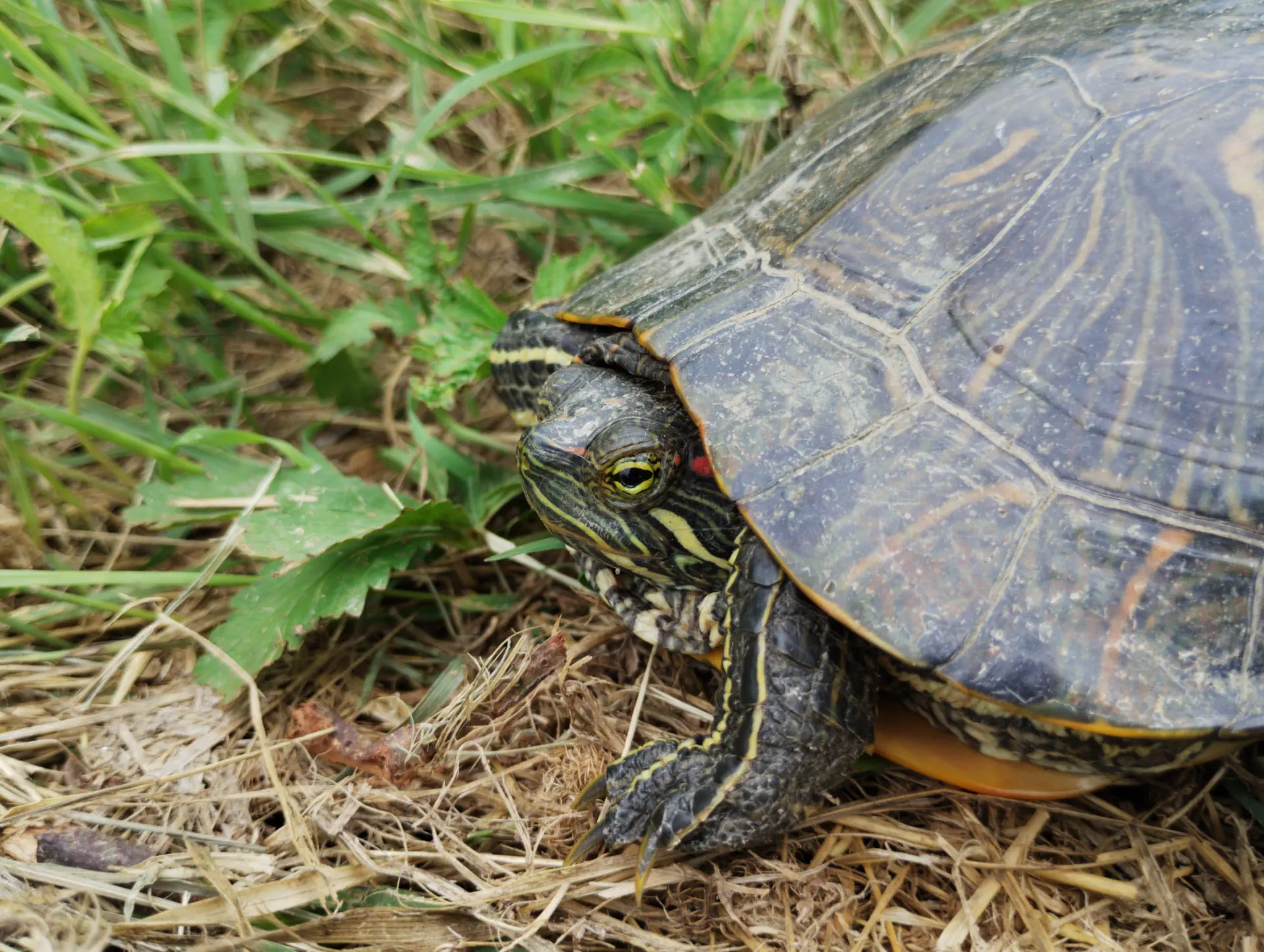 img/trachemys-scripta-elegans.webp