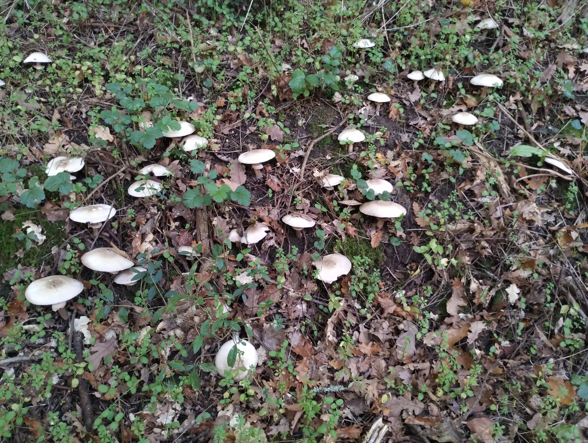 img/agaricus-campestris-2.webp